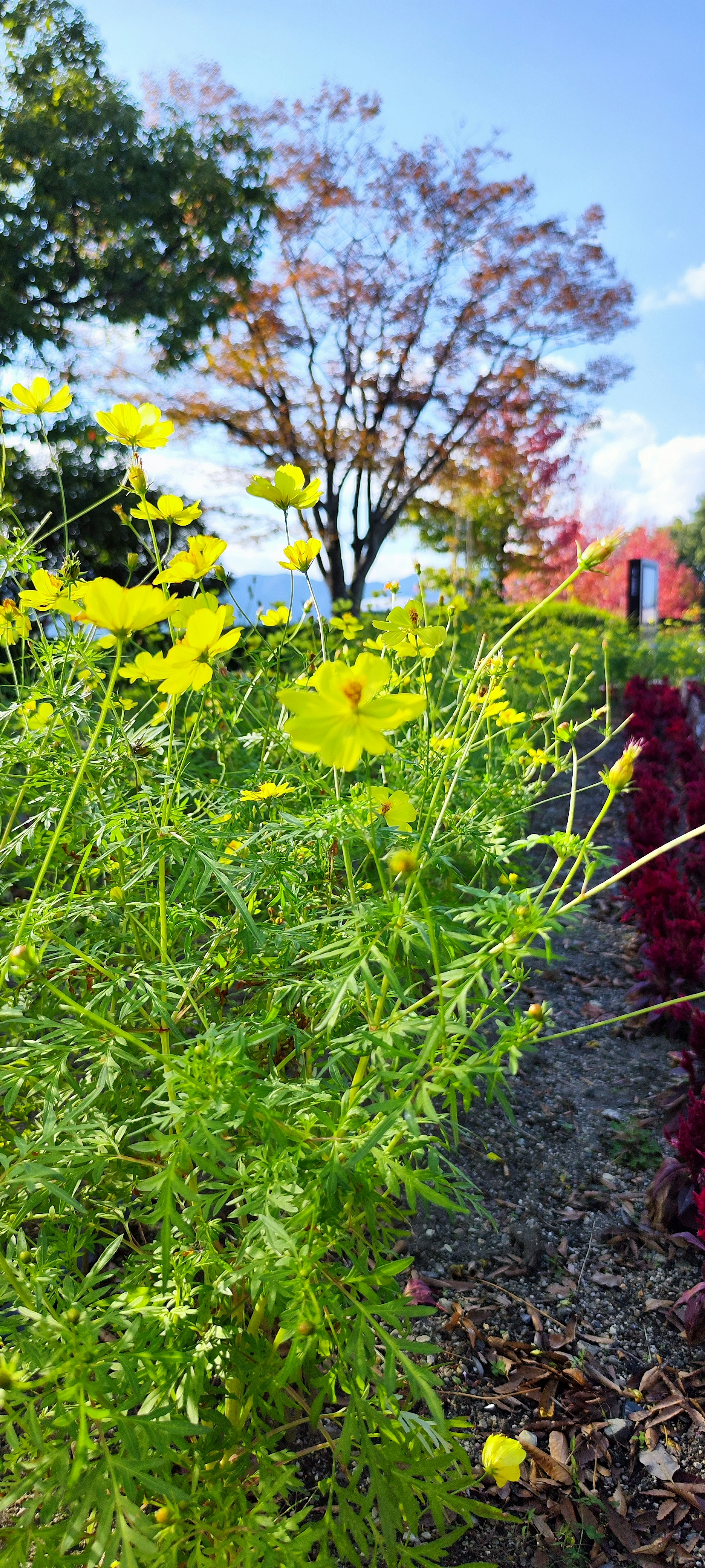 Une scène vibrante avec des fleurs jaunes parmi des feuilles vertes et un arbre d'automne sous un ciel bleu