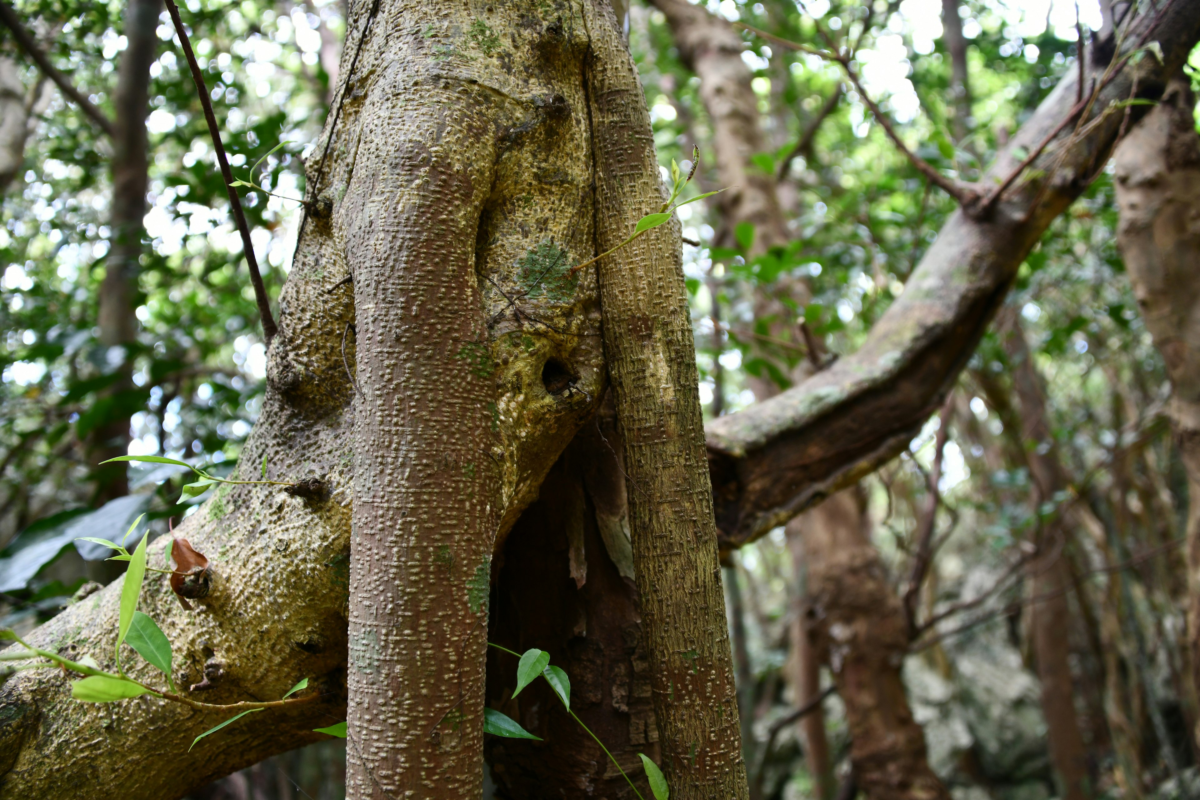 Close-up of a tree trunk and branches in a lush forest