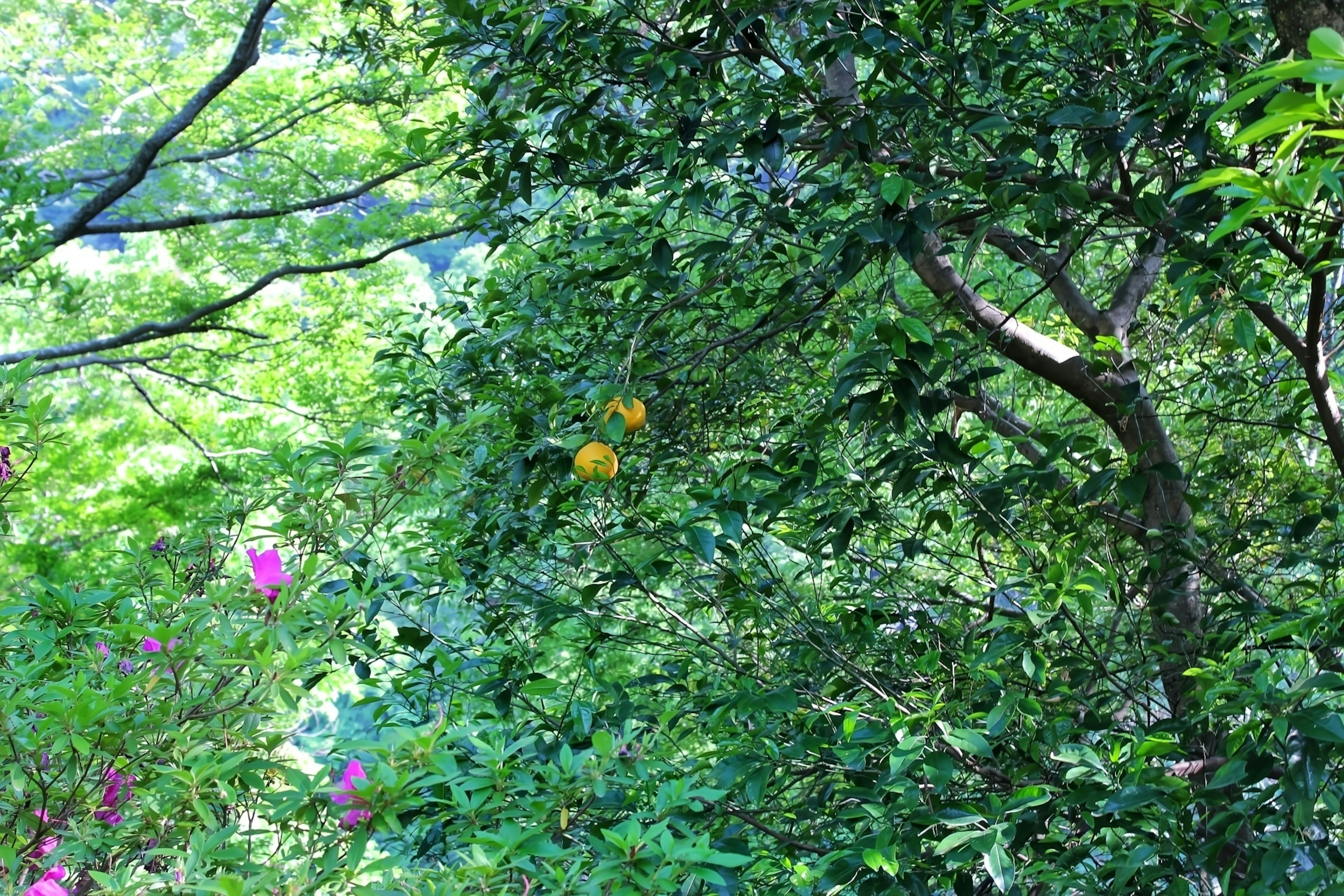 Lush green trees with orange fruit and pink flowers visible in the scene