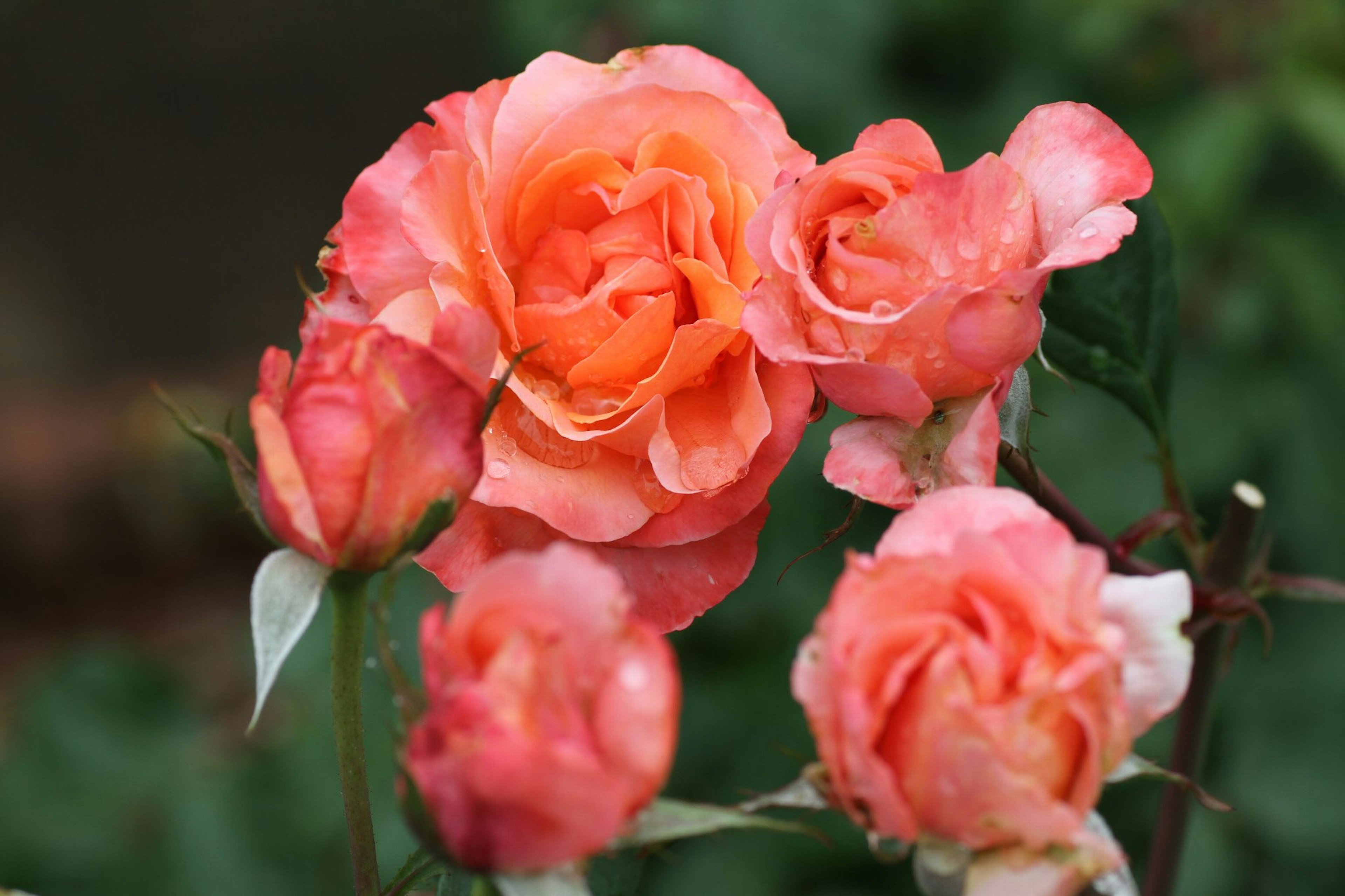 Ein schönes Bild von gruppierten orangen Rosen