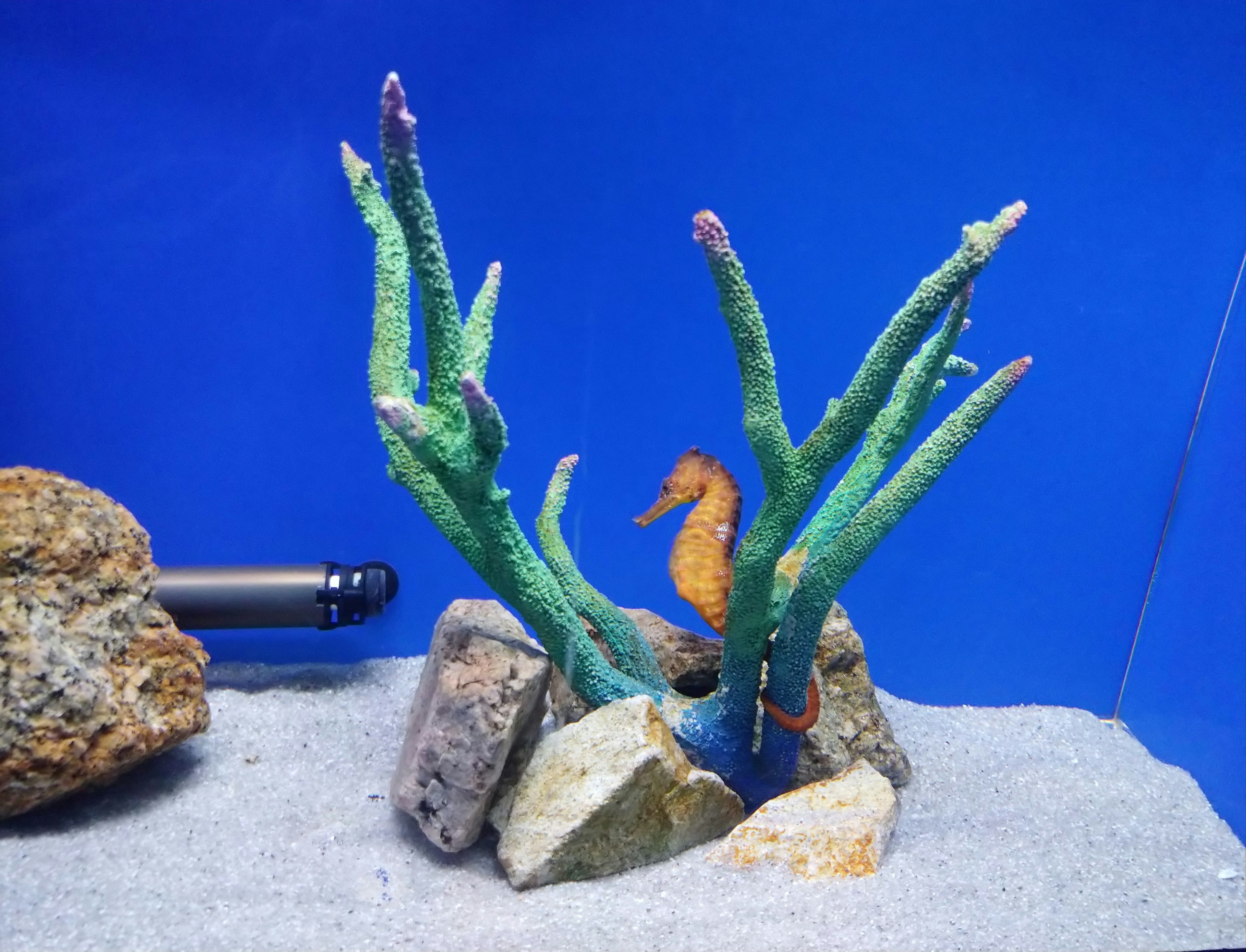 Escena de acuario con coral verde y un caballito de mar naranja sobre fondo azul