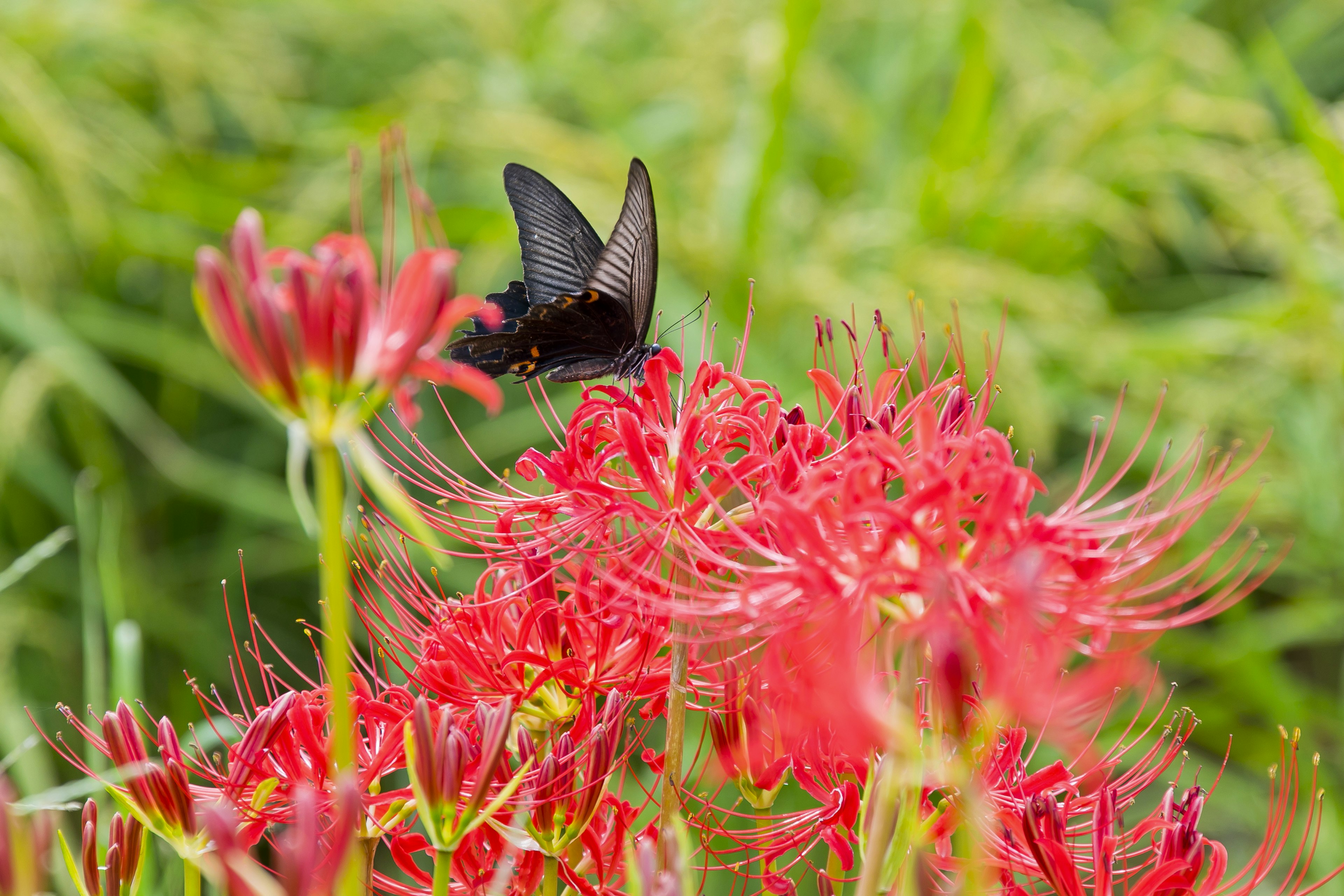 A black butterfly resting on vibrant red spider lilies in a lush green background