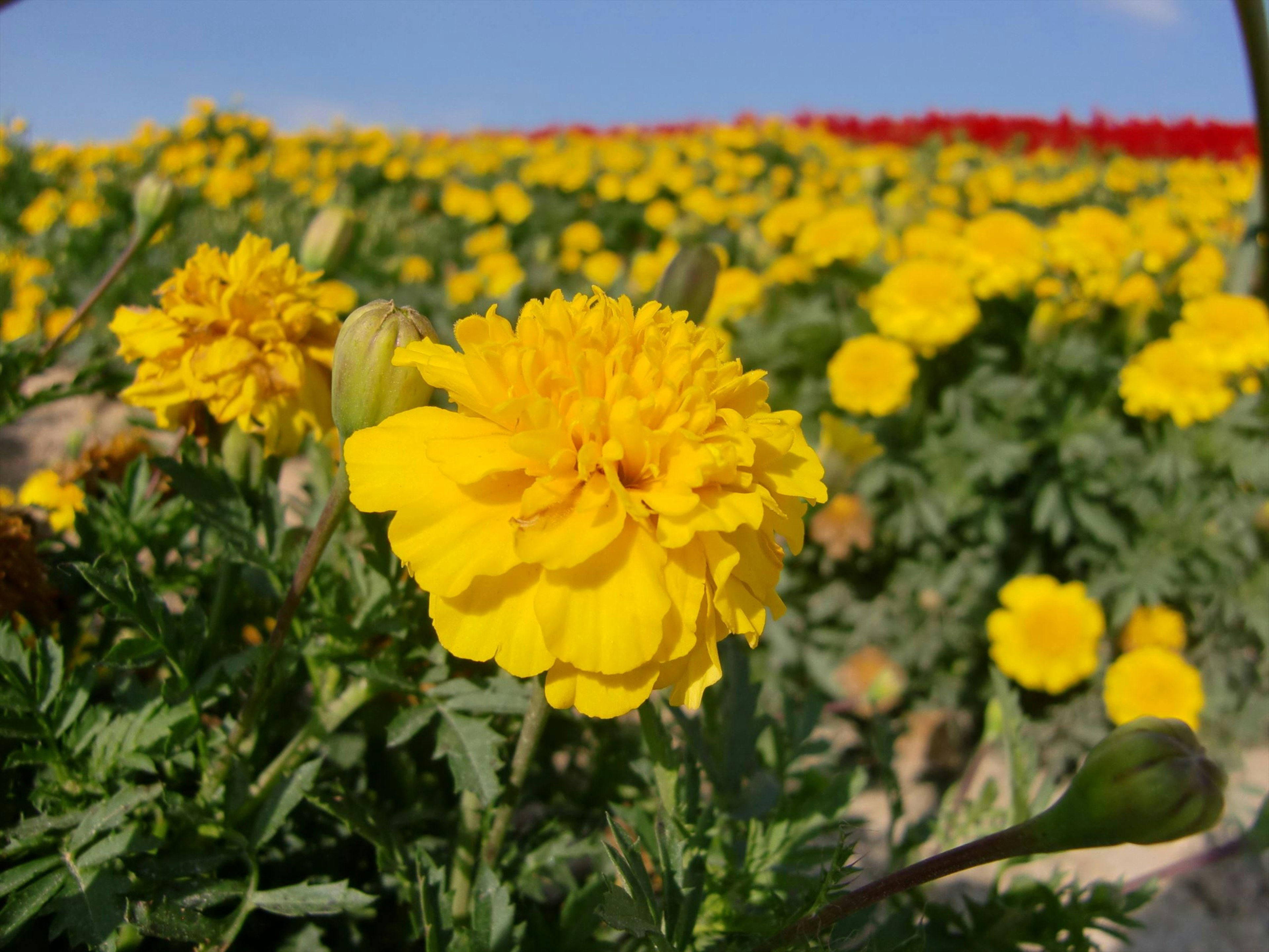 Vibrant yellow marigold flowers in a blooming field