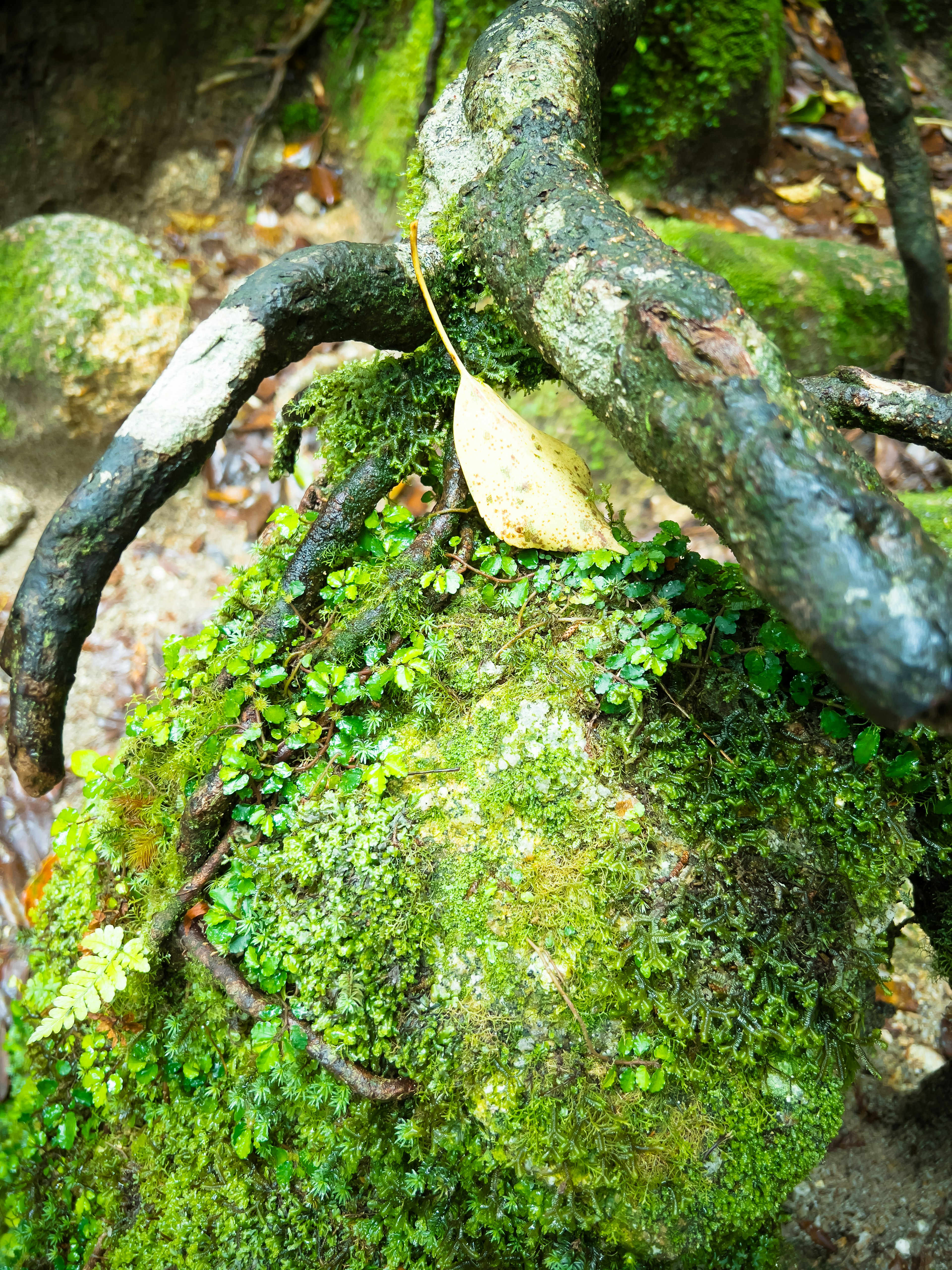 Foto de raíces sobre una roca cubierta de musgo con una hoja caída