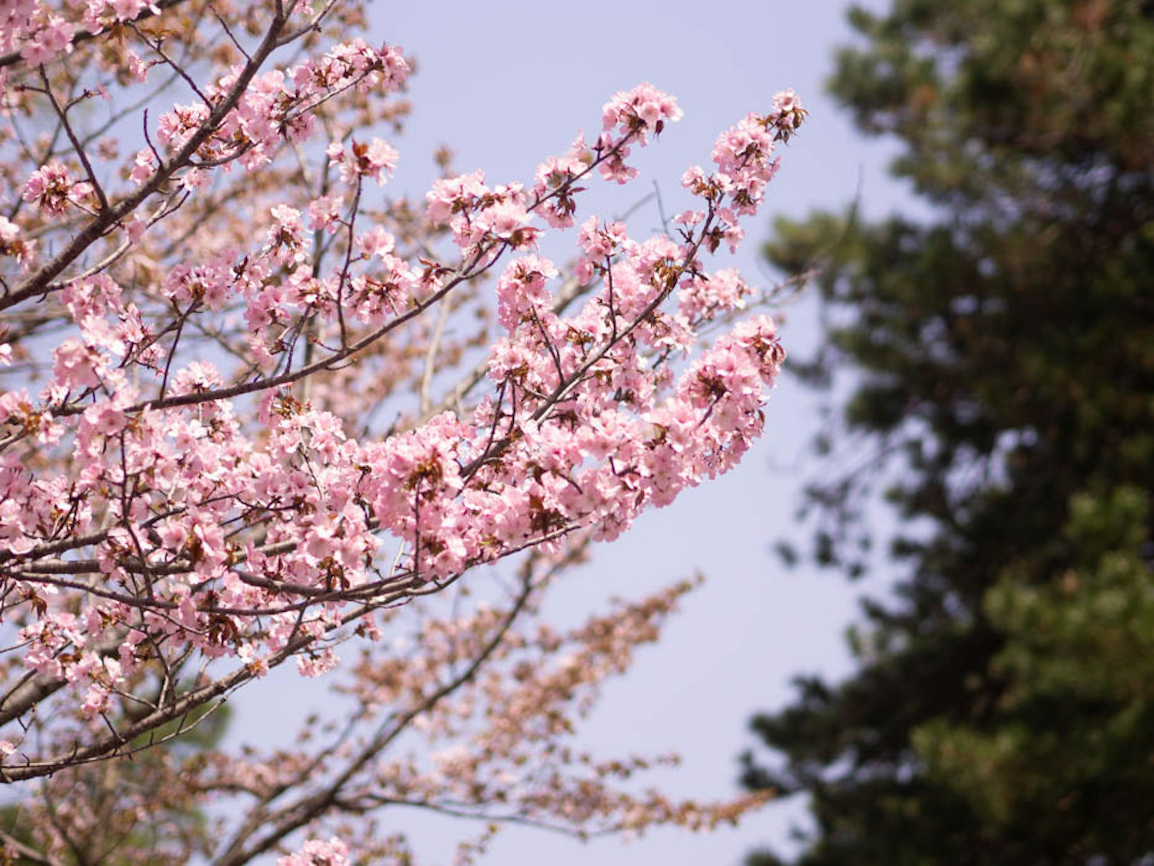 Cherry blossom branches with pink flowers and green trees in the background