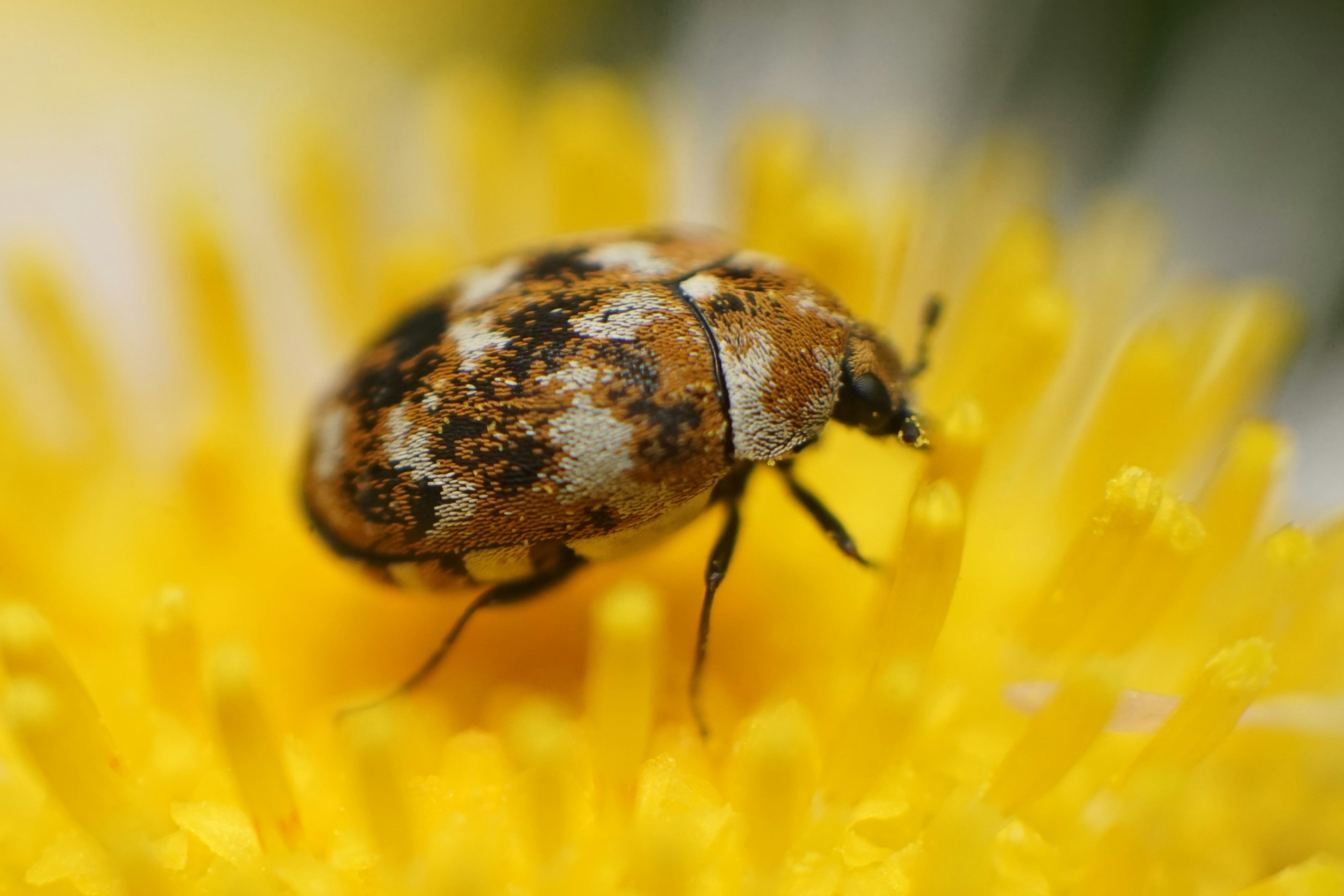 Insecto marrón moteado en una flor amarilla