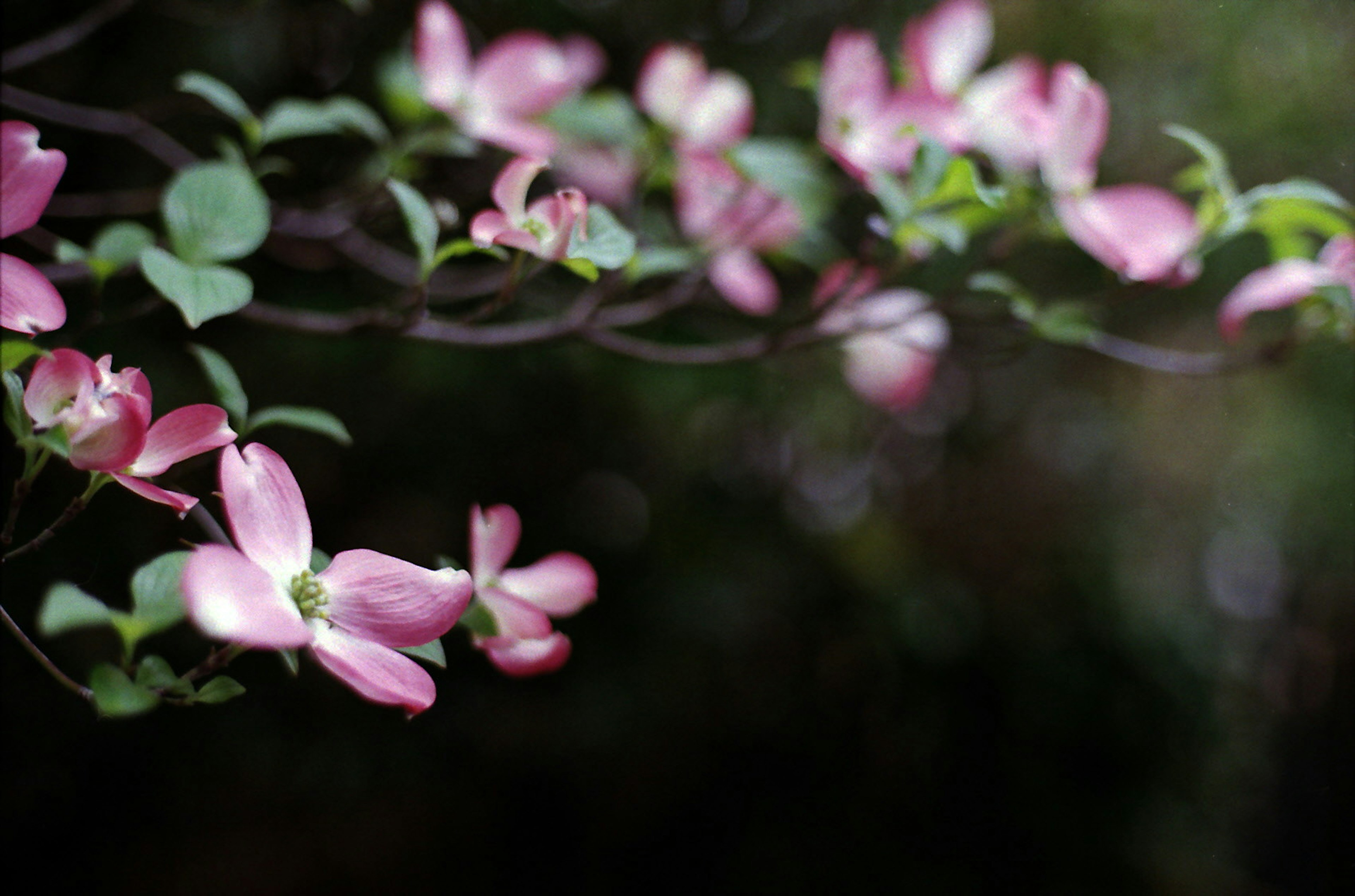 Delicate pink flowers and green leaves on a beautiful branch