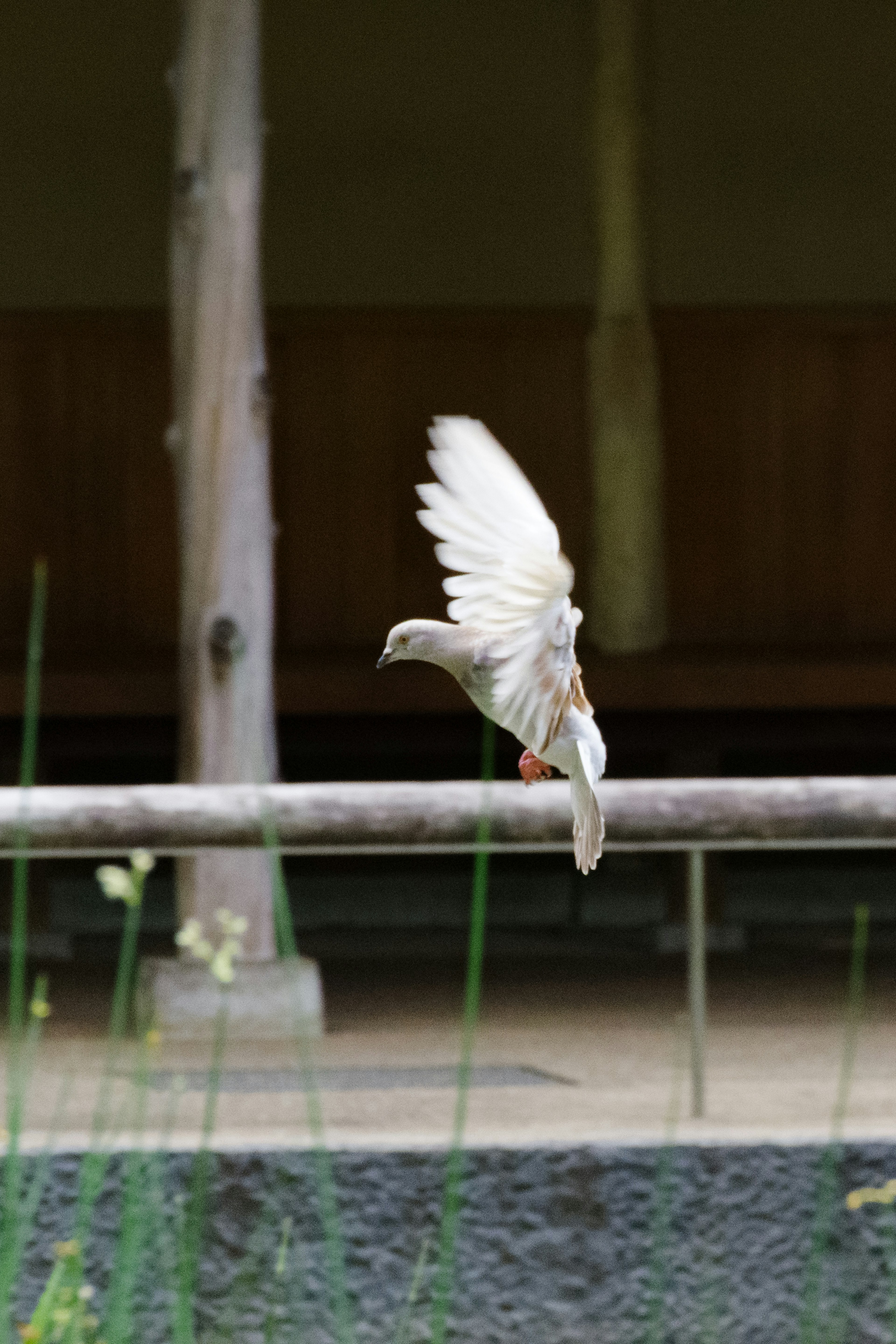 A white bird taking flight with wings spread against a blurred background of wooden pillars