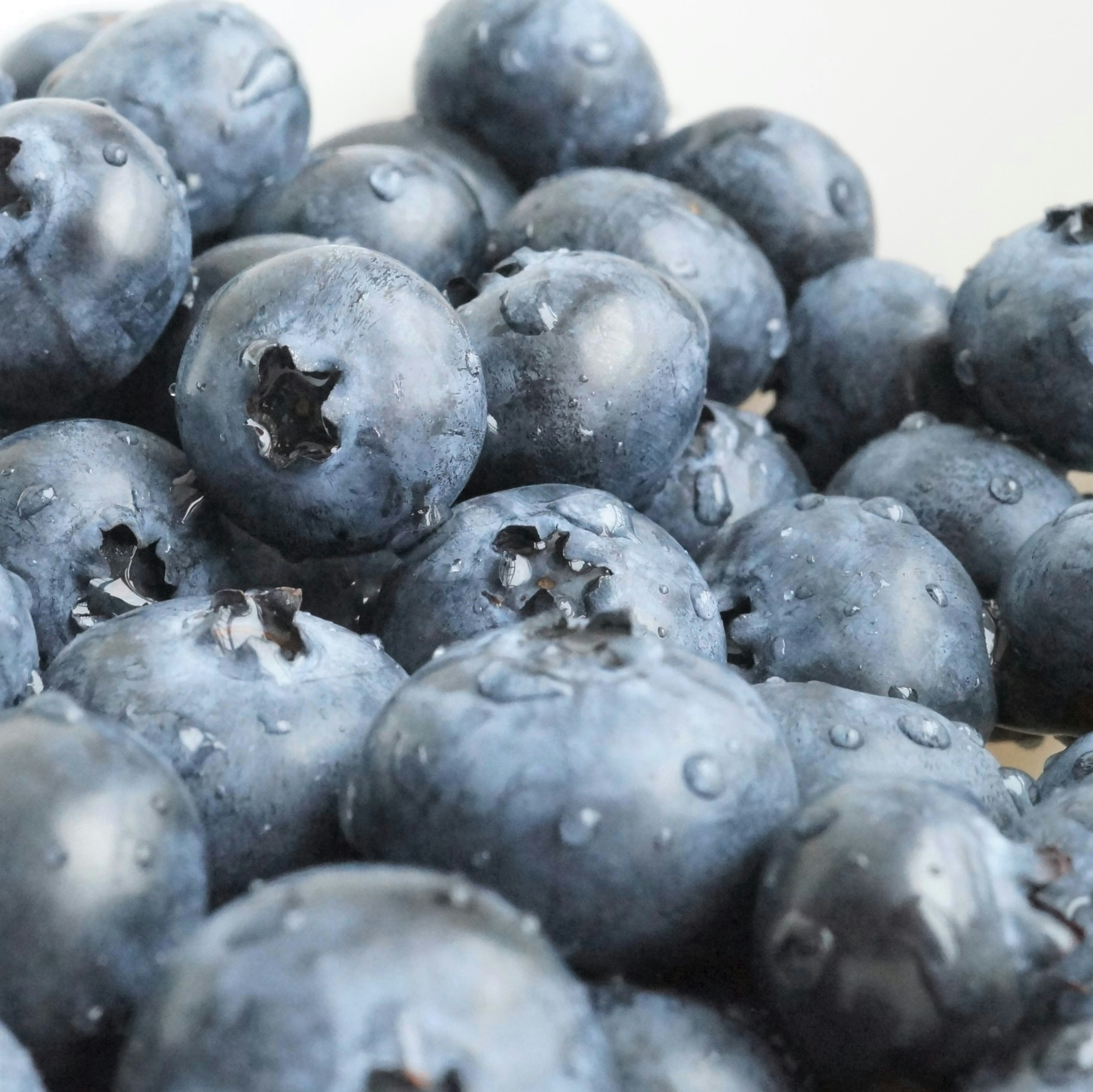 Gros plan de bleuets frais avec des gouttes d'eau