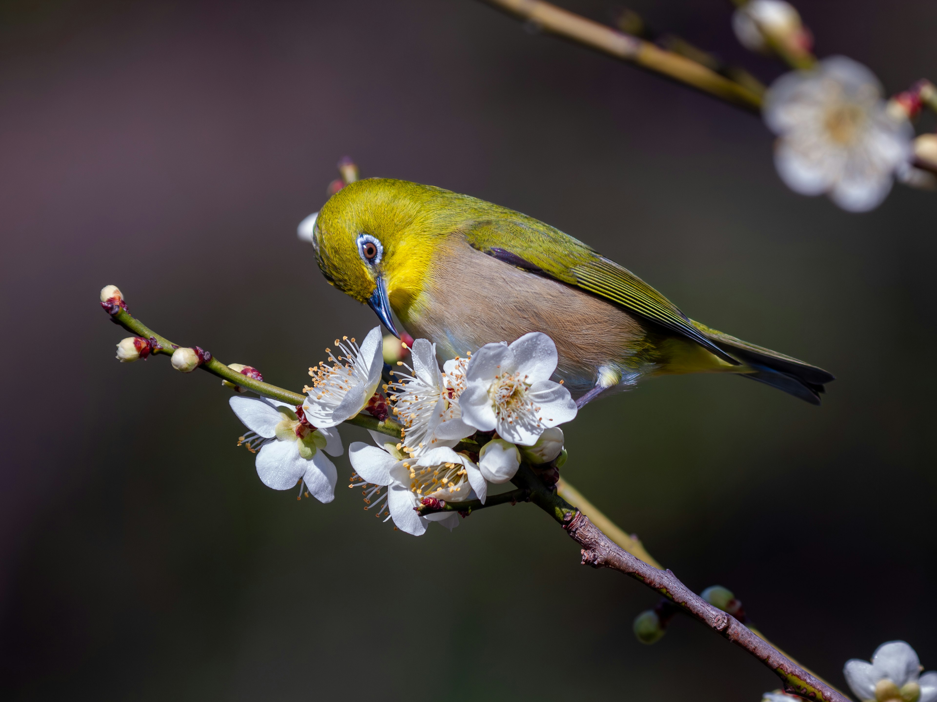 Un uccello verde che si nutre di fiori bianchi