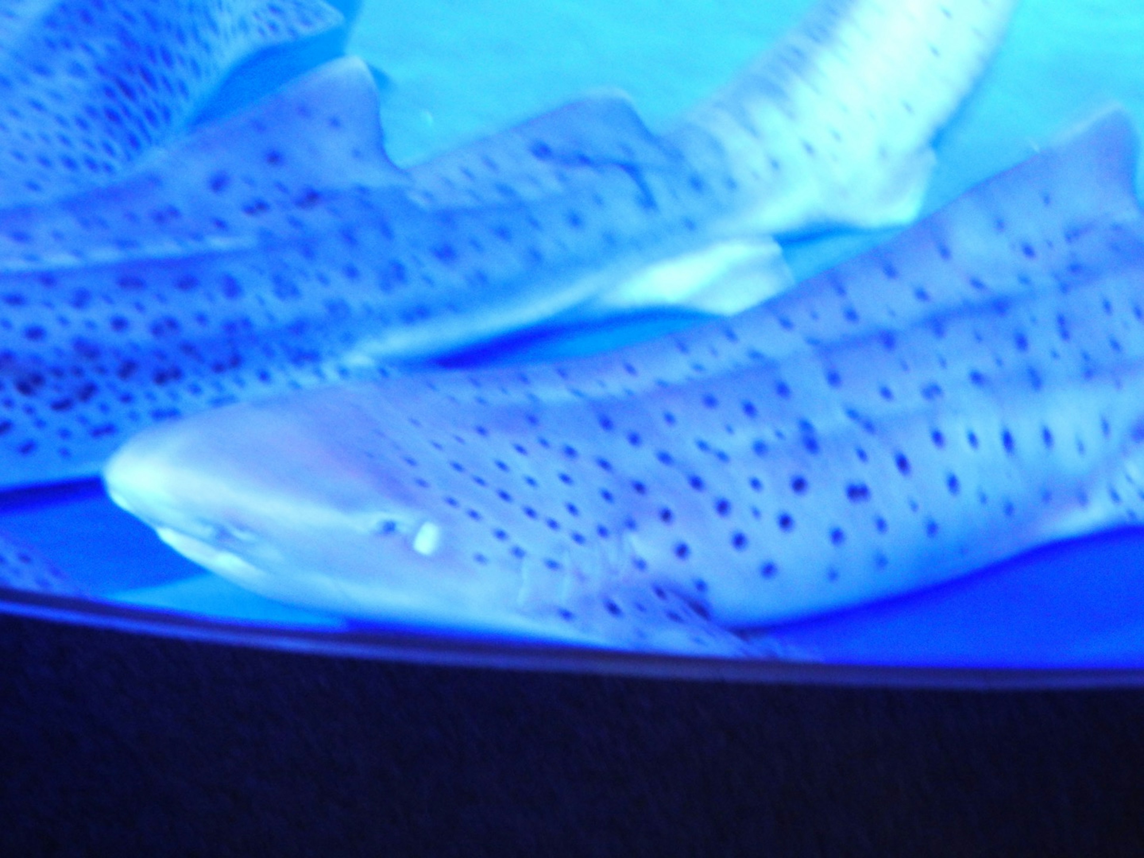 Spotted sharks swimming in a blue tank