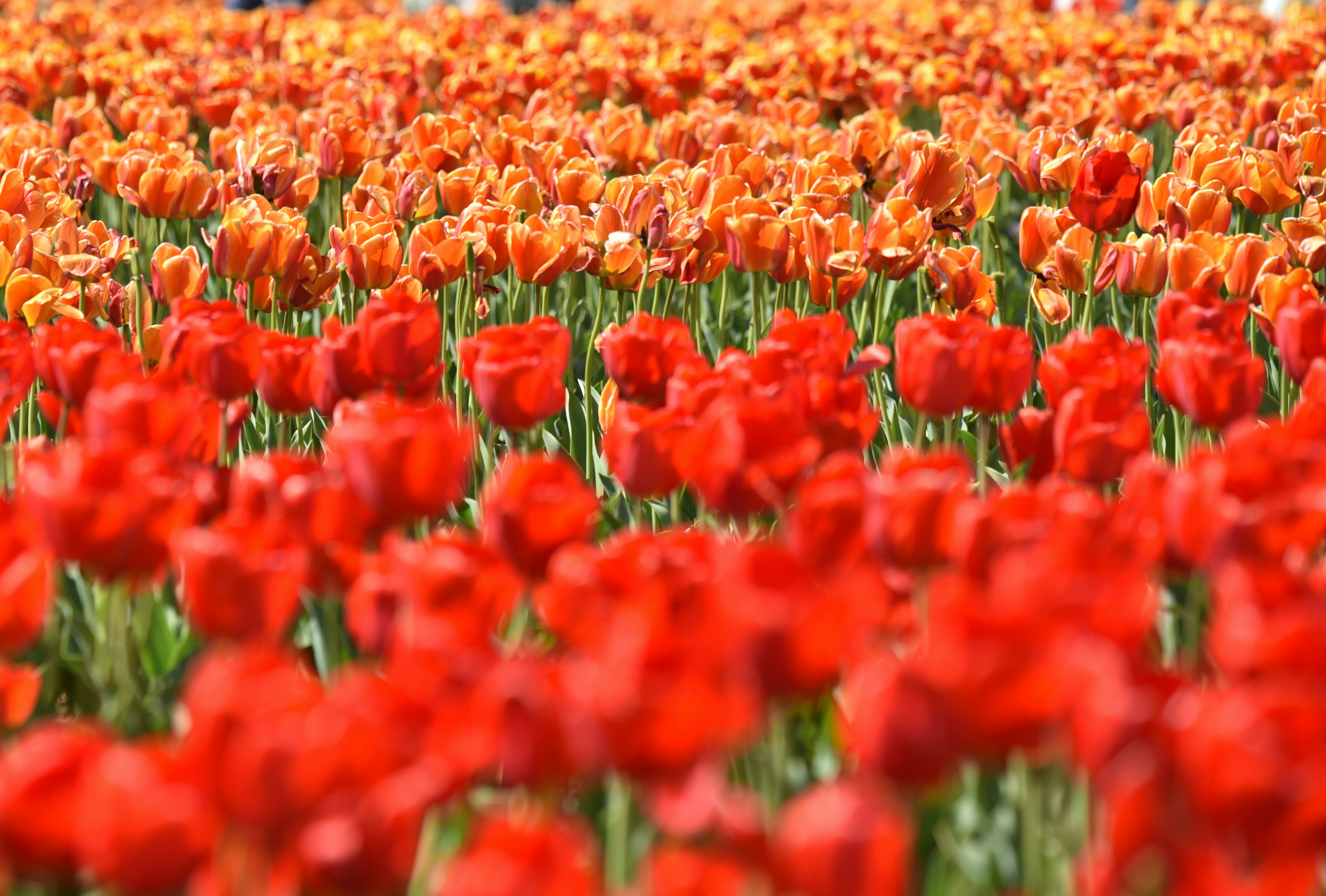 Campo vibrante de tulipanes rojos y naranjas en plena floración