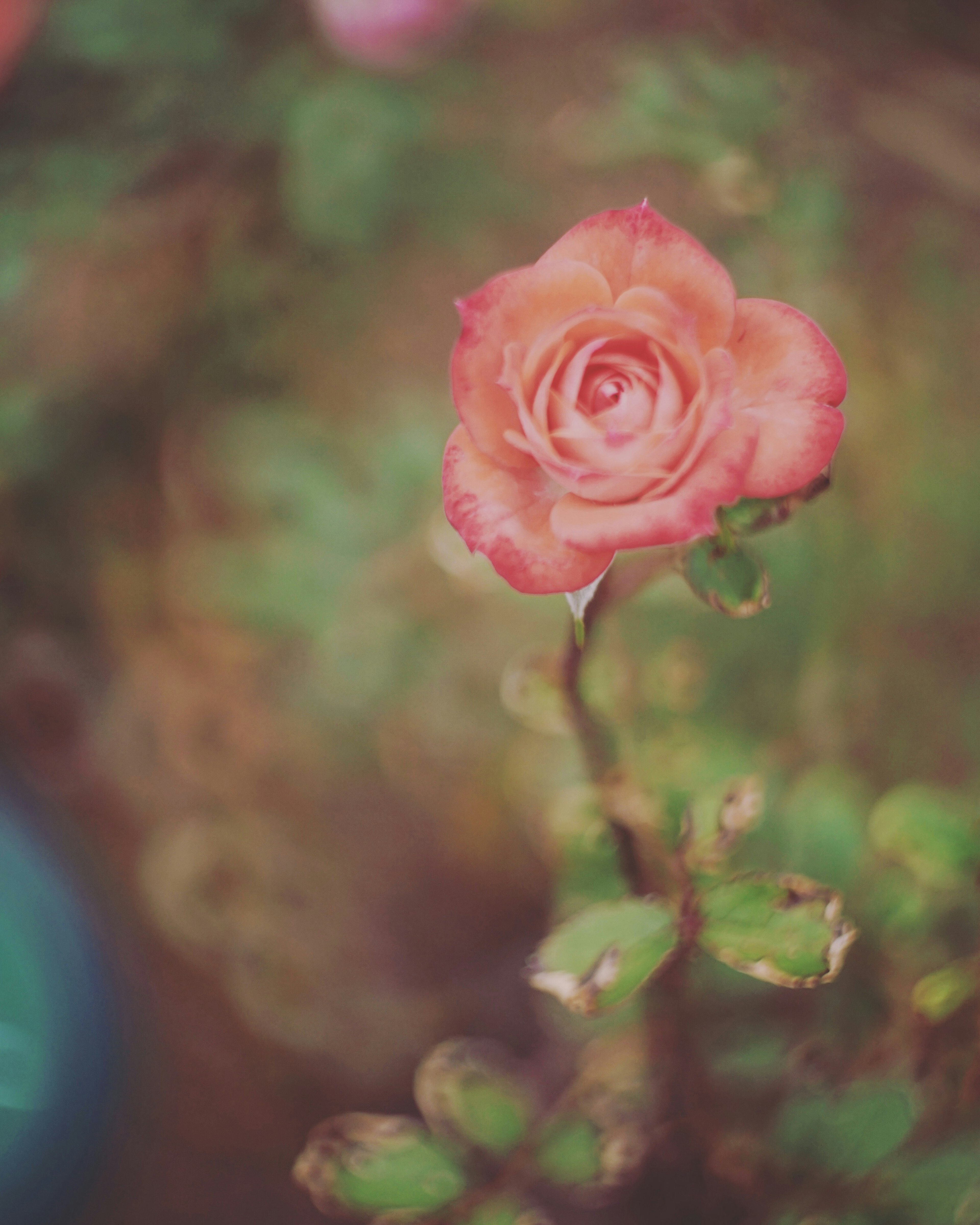 Una bella rosa rosa che fiorisce