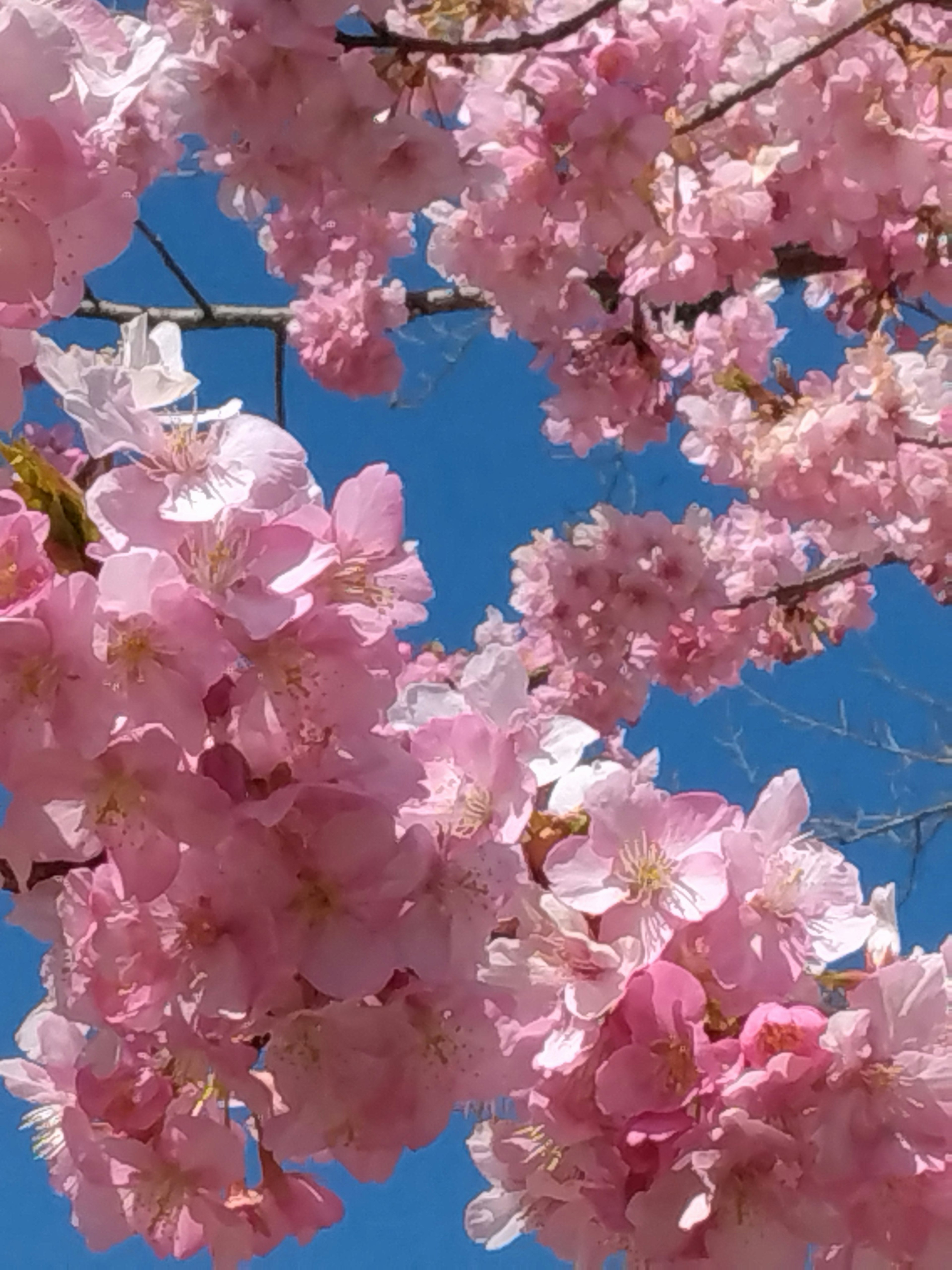 青空に映える桜の花びらが満開の状態