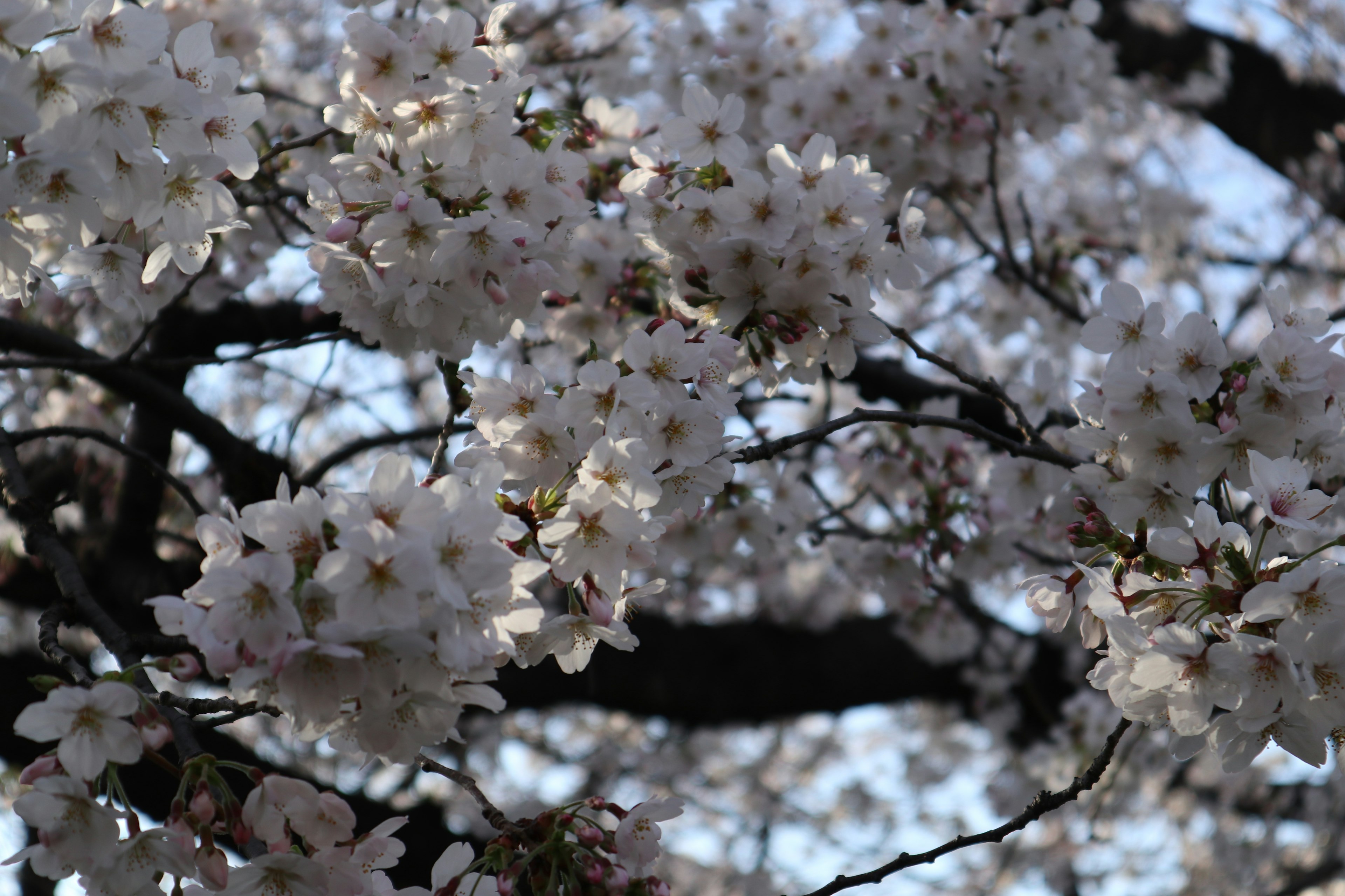 Gros plan sur des fleurs de cerisier sur des branches d'arbre