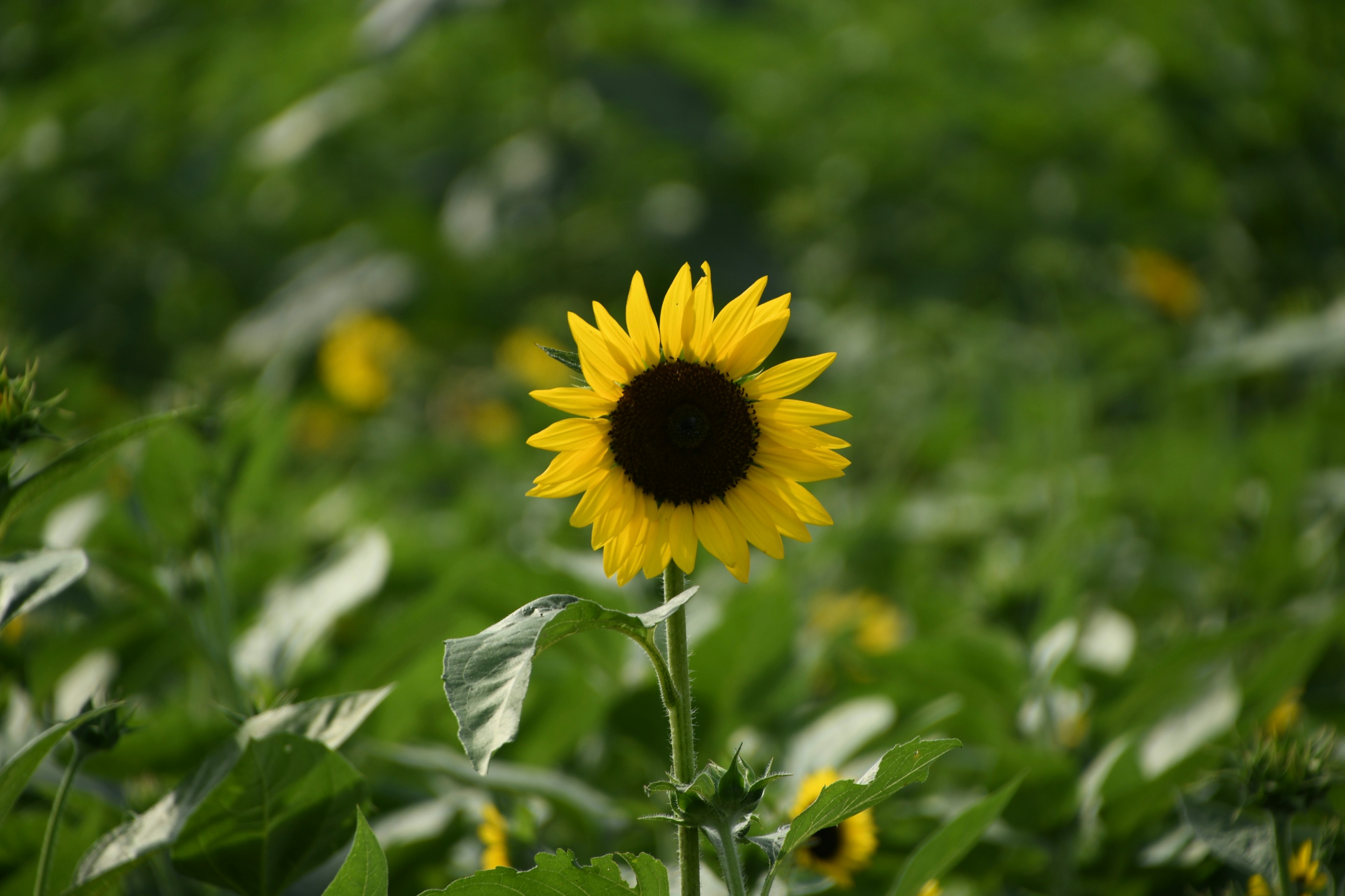 Eine einzelne Sonnenblume steht zwischen grünen Blättern