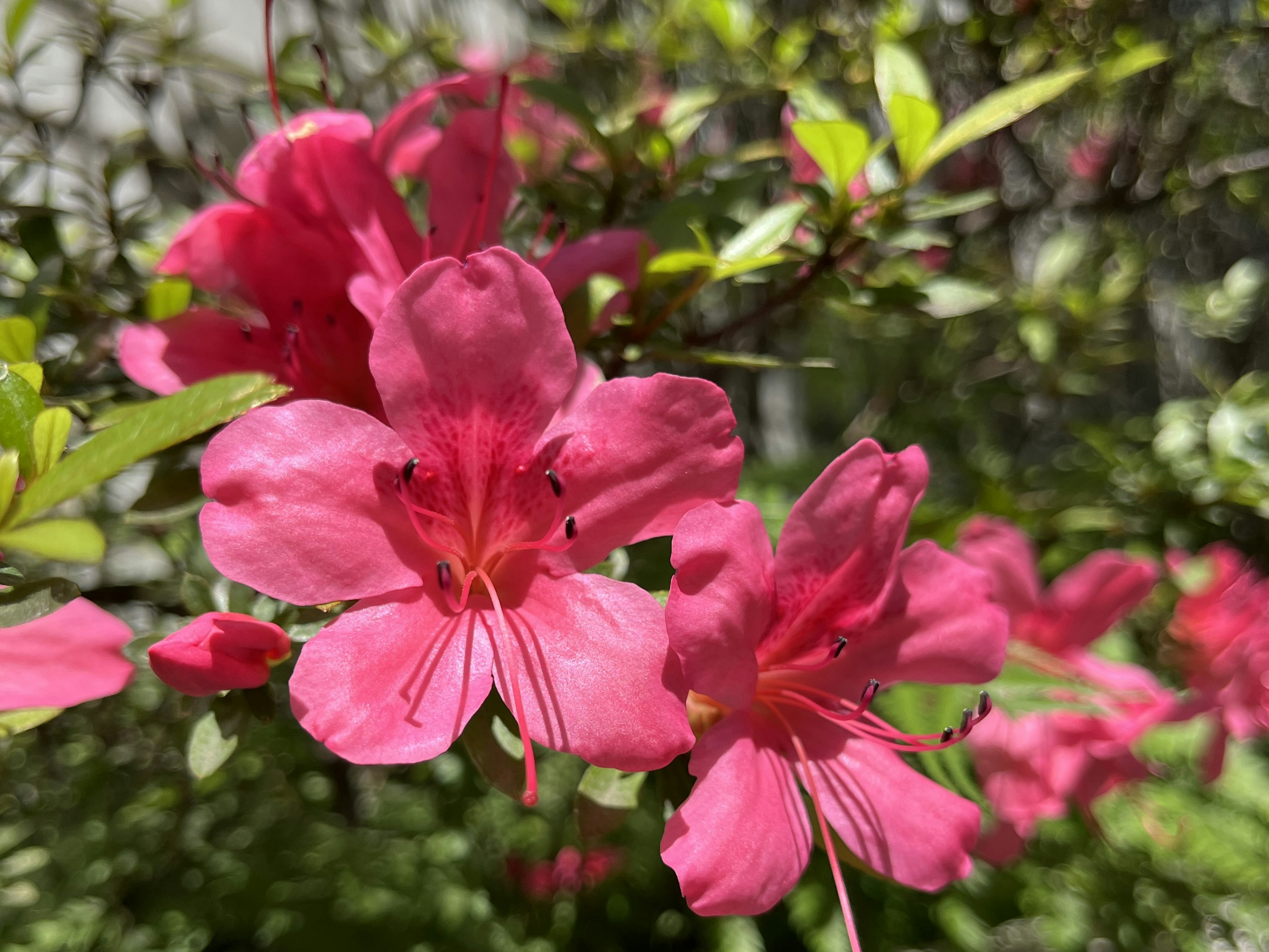 Bunga azalea merah muda yang cerah sedang mekar