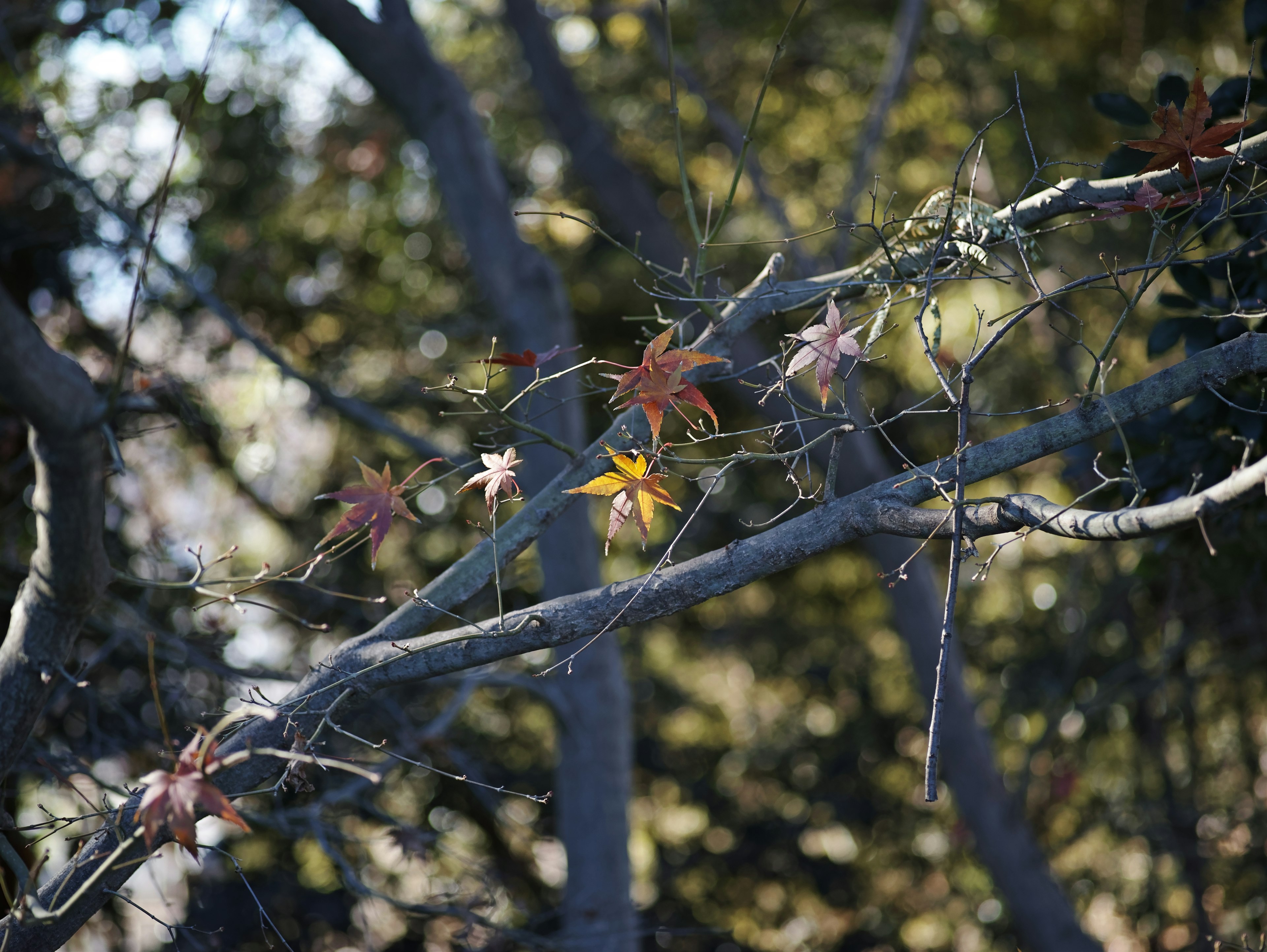 Herbstblätter in verschiedenen Farben an Baumästen