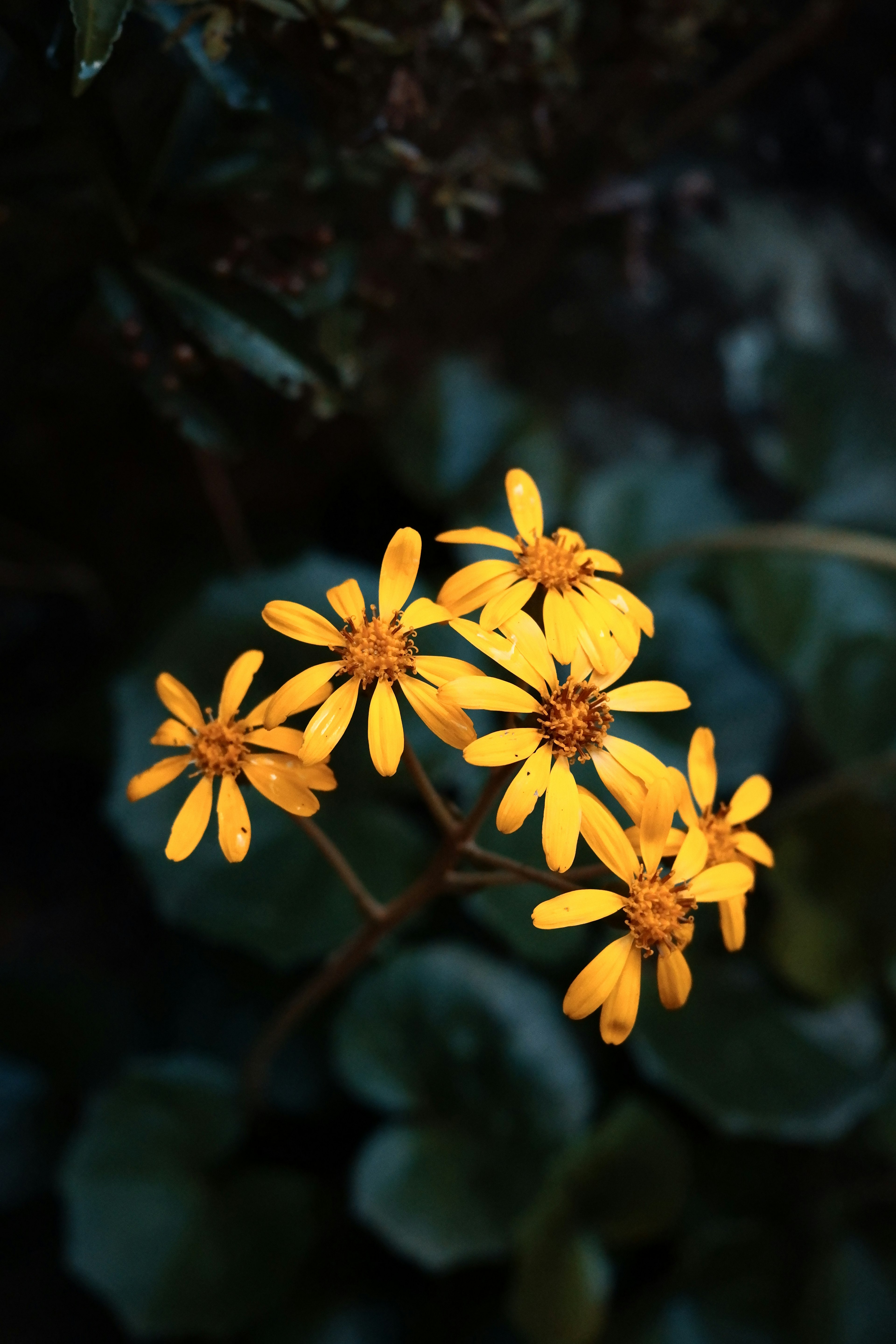 暗い背景に映える鮮やかな黄色の花の群れ