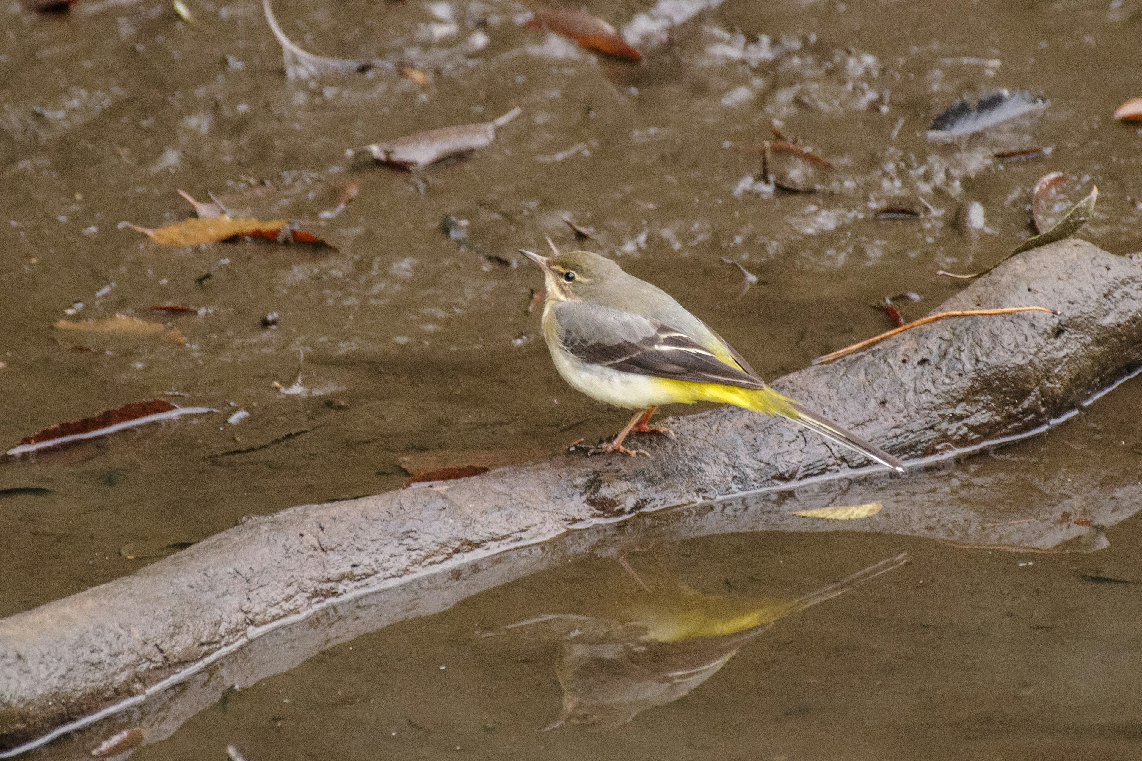 Small bird standing by the water with reflection