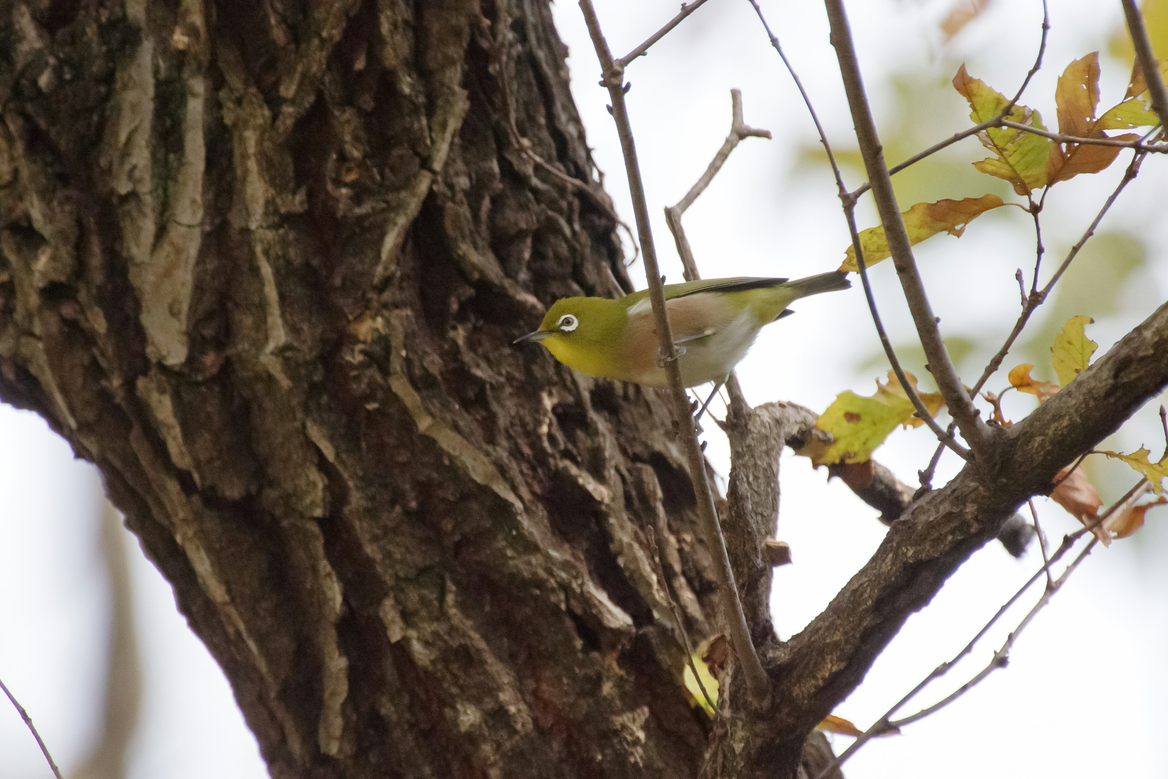 A small bird perched on a tree trunk with yellow-green feathers and bright eyes