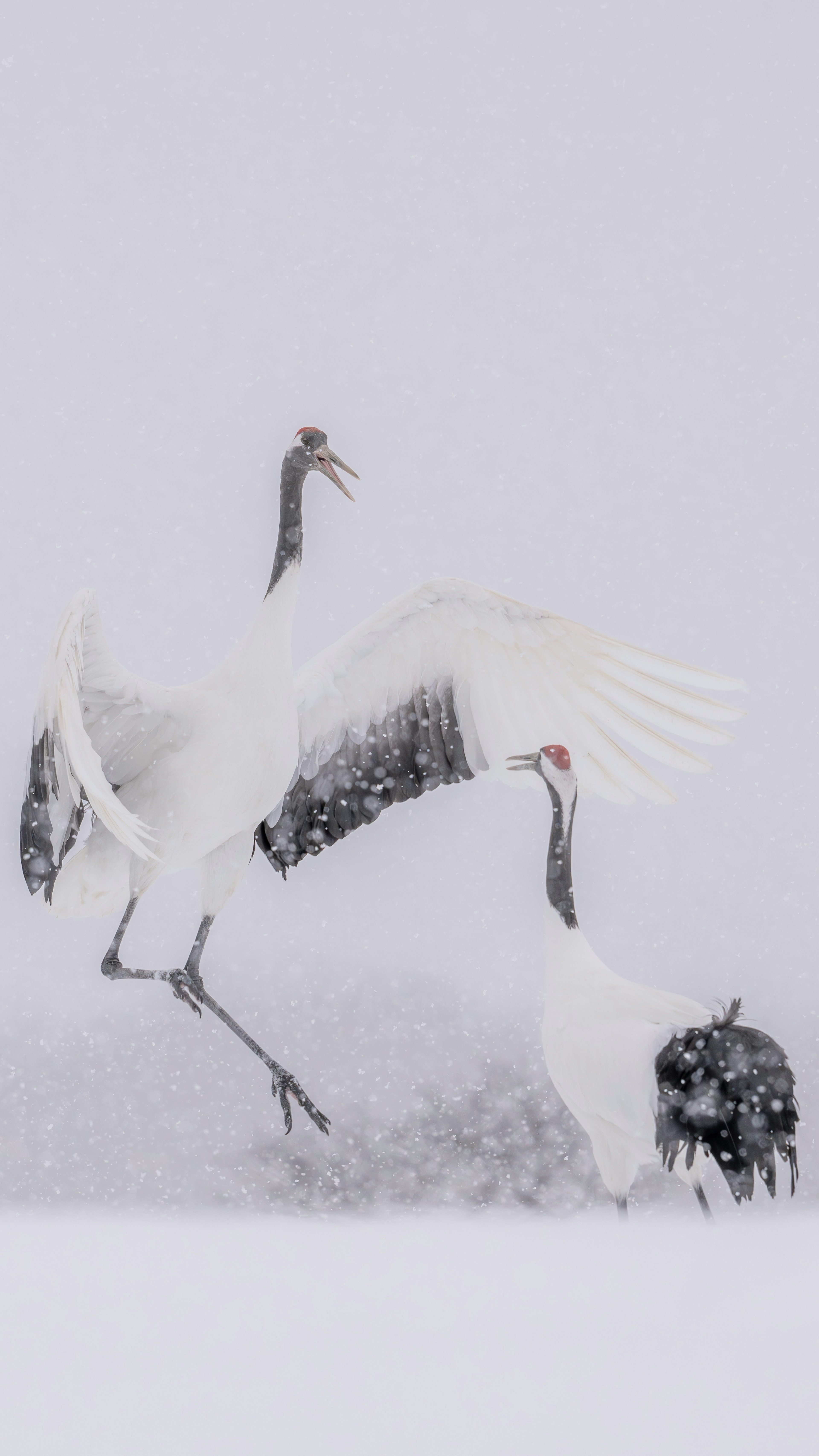 Two red-crowned cranes dancing in the snow