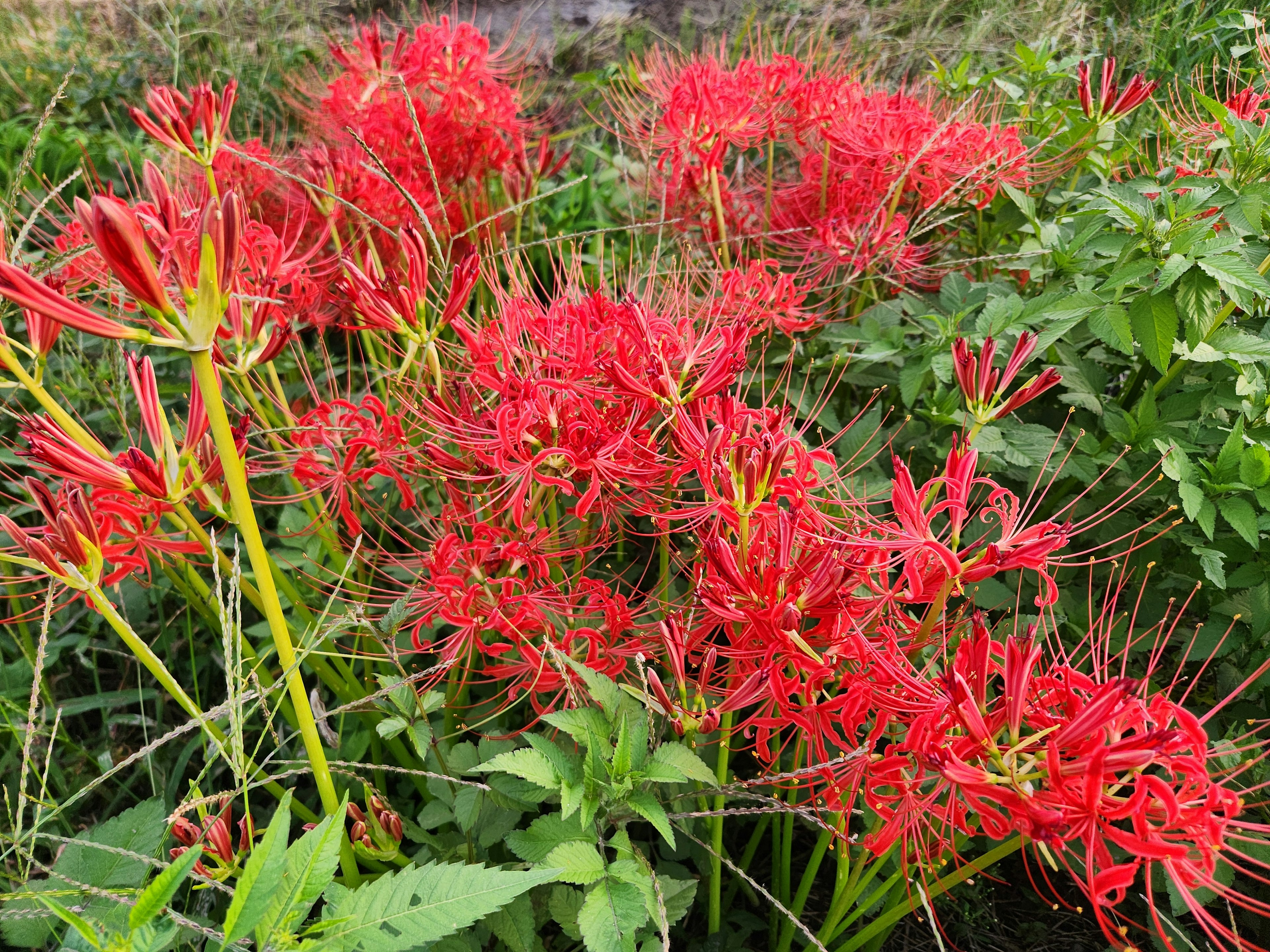 赤い彼岸花が咲く緑の背景の中の花畑