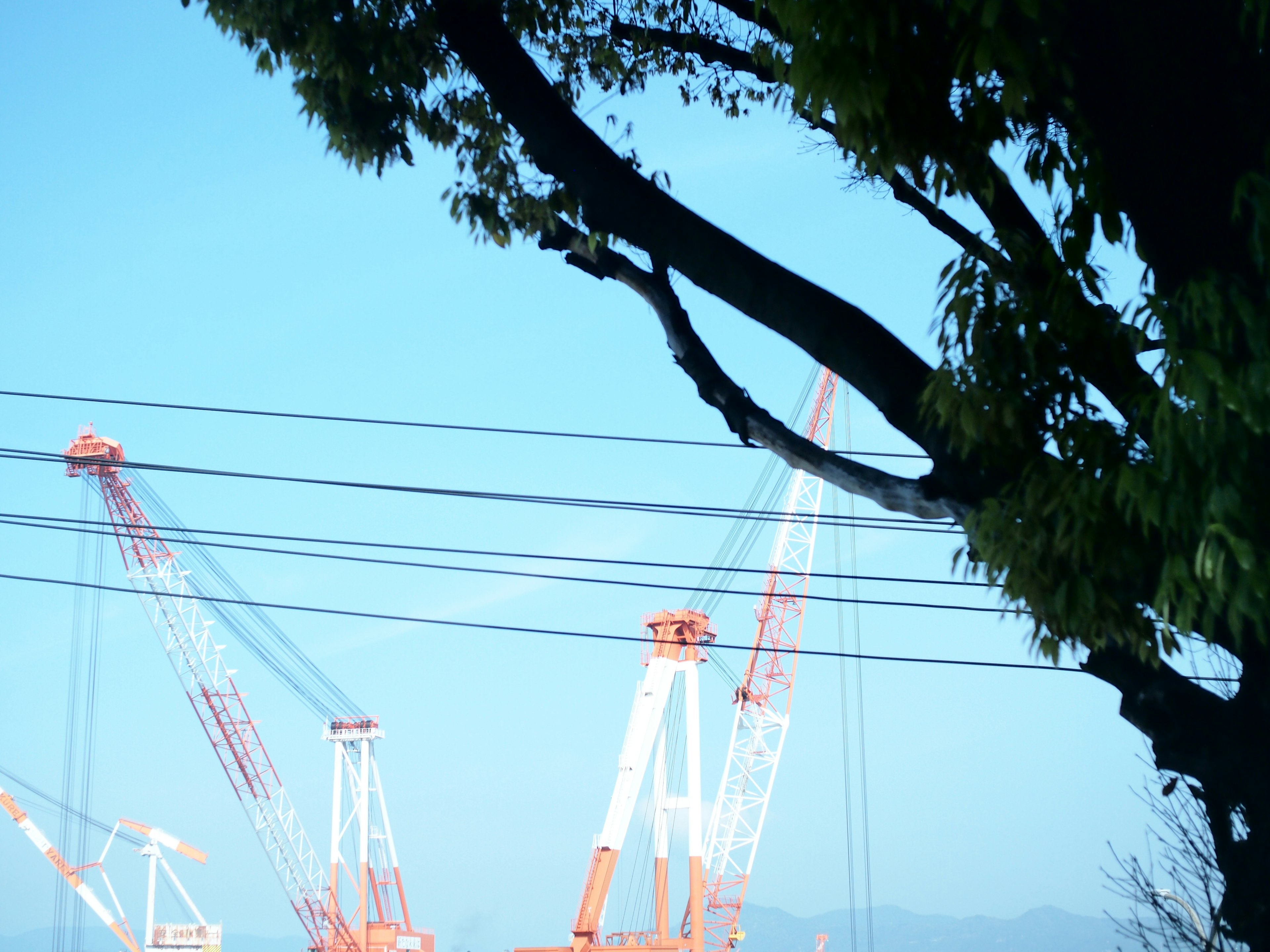 View of orange cranes under a blue sky with tree branches in the foreground