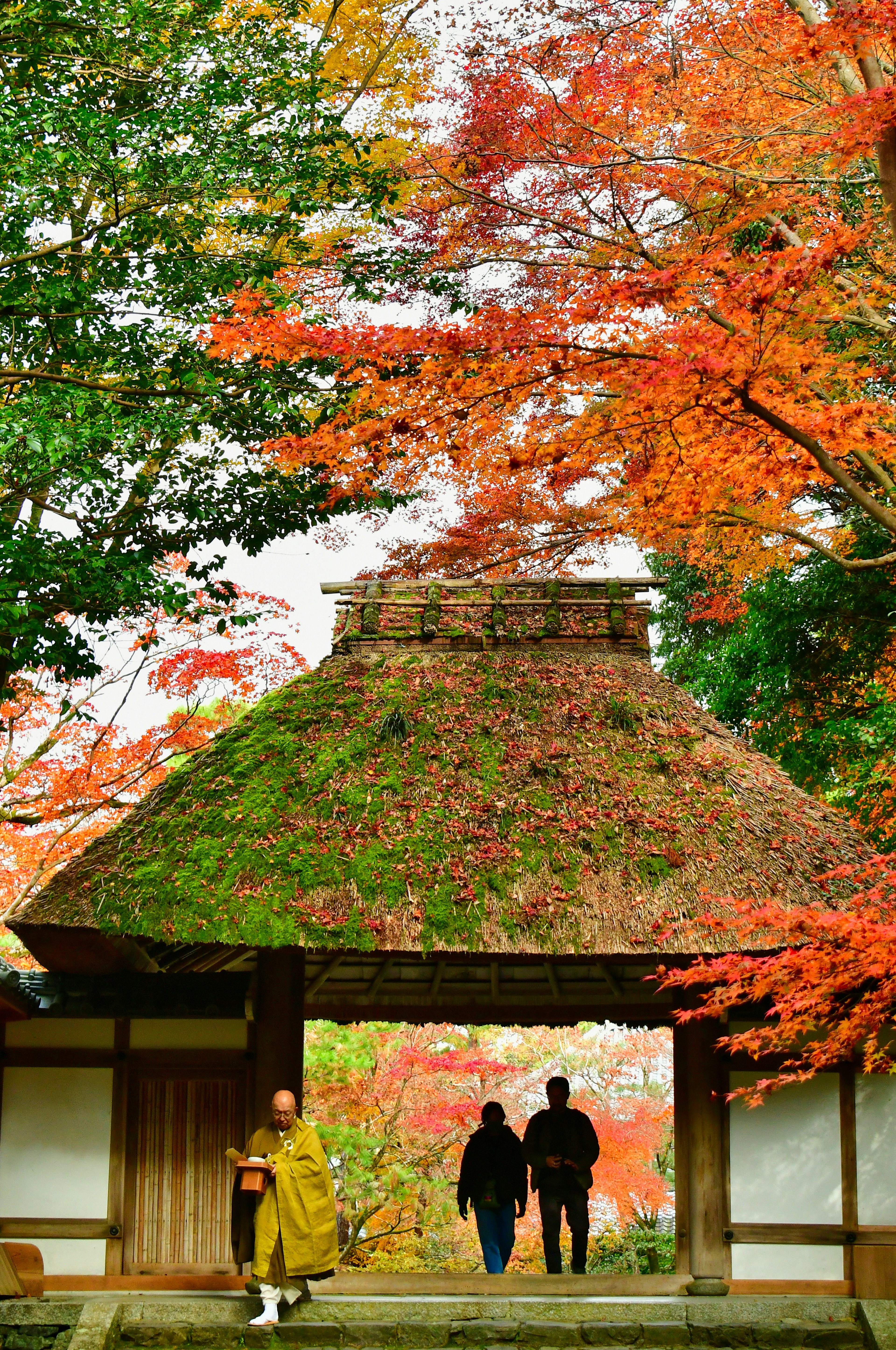 秋の紅葉が美しい寺院の門をくぐる僧侶とカップル