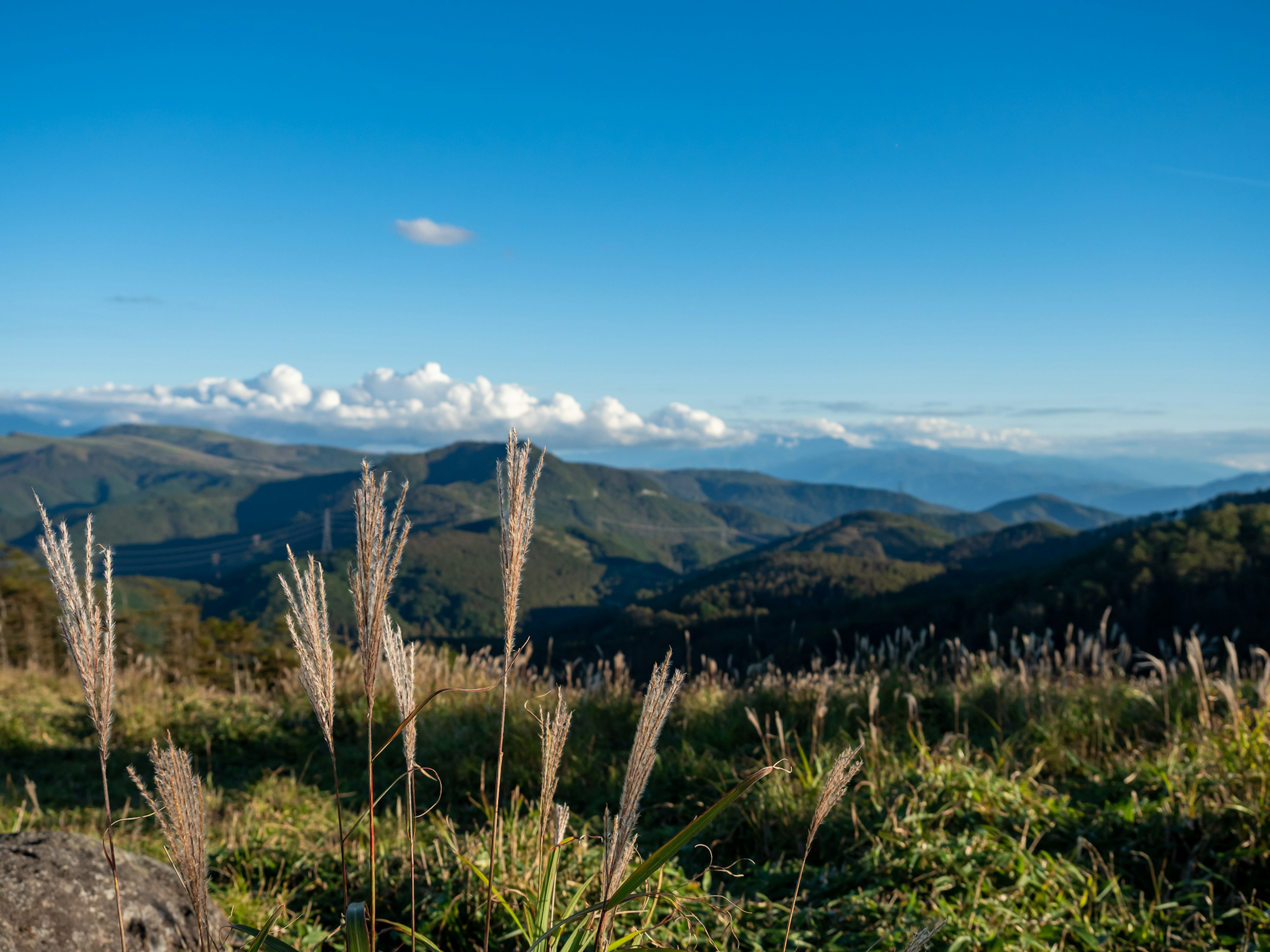 Mountain landscape under clear blue sky with swaying grass in the foreground