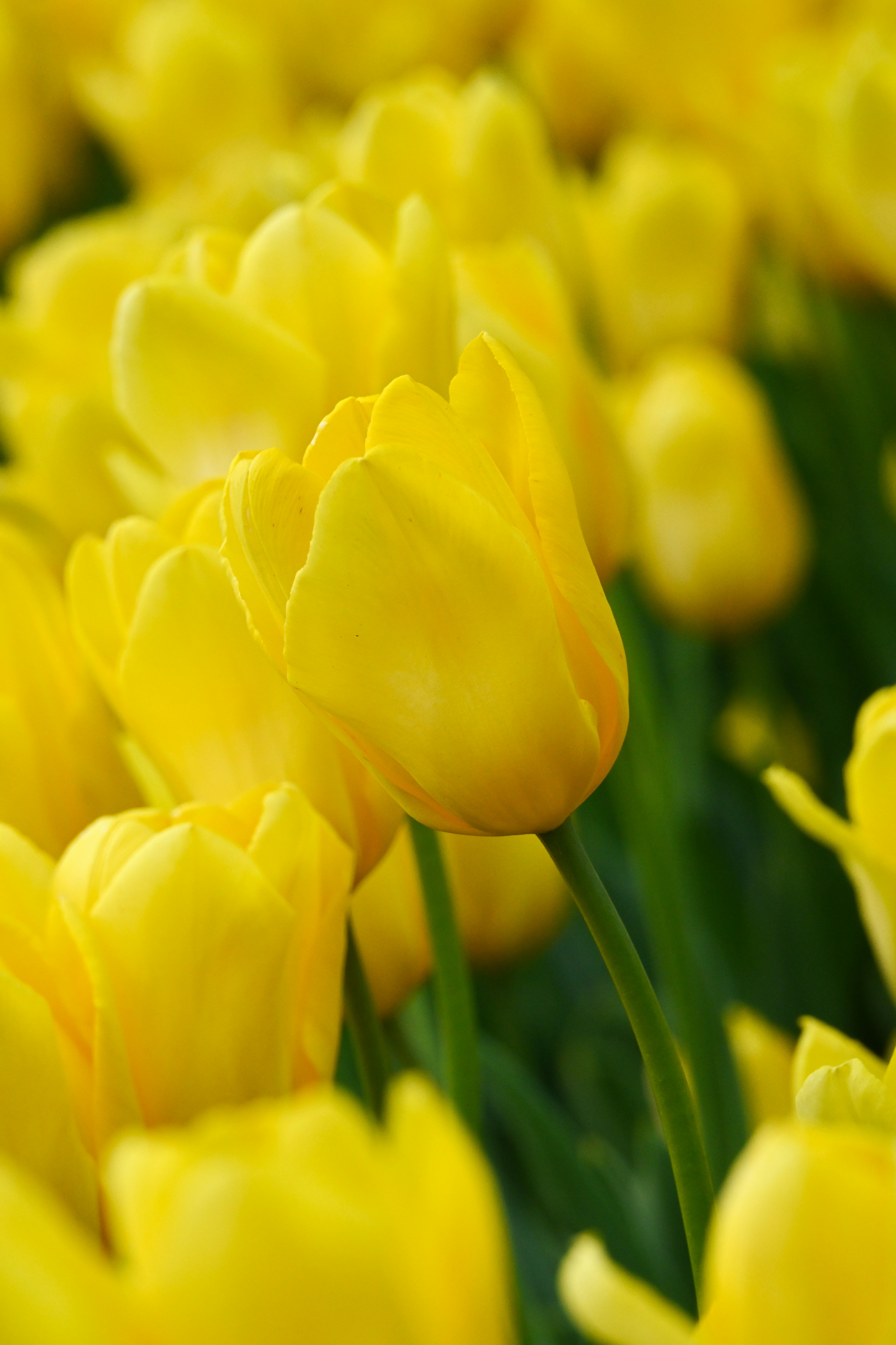 Feld mit leuchtend gelben Tulpen in Blüte