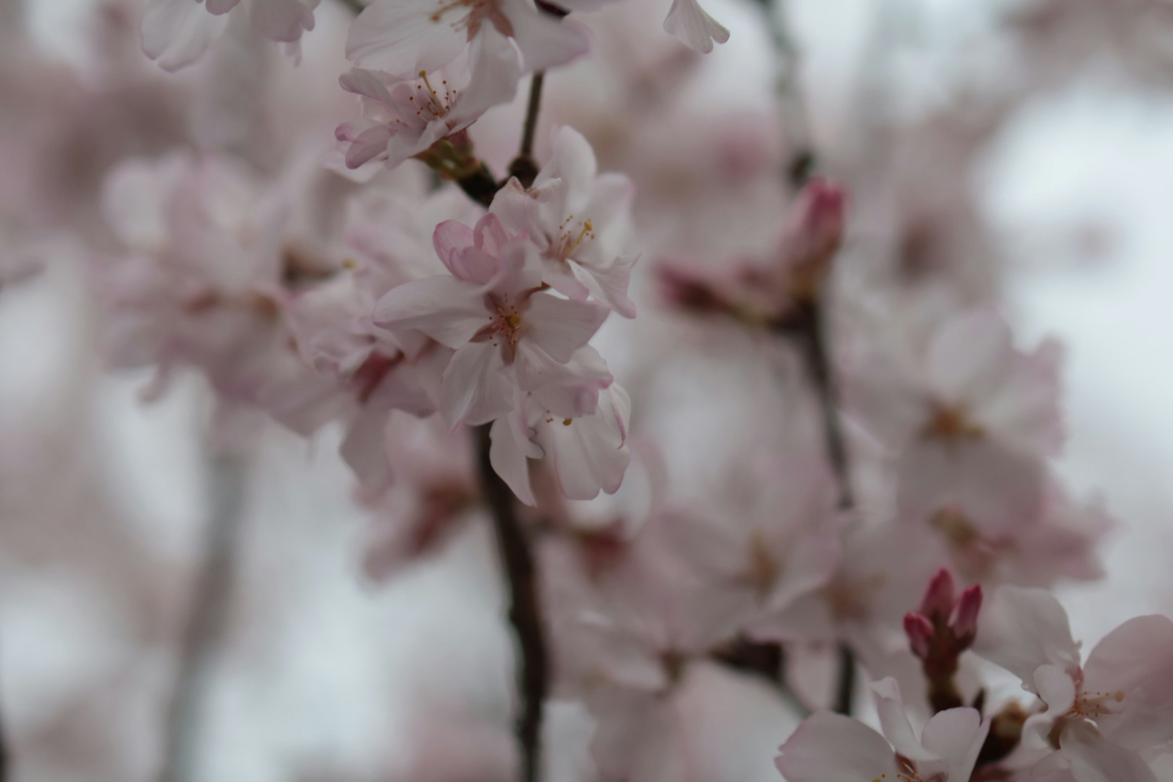 Foto en primer plano de flores de cerezo con colores rosa suave