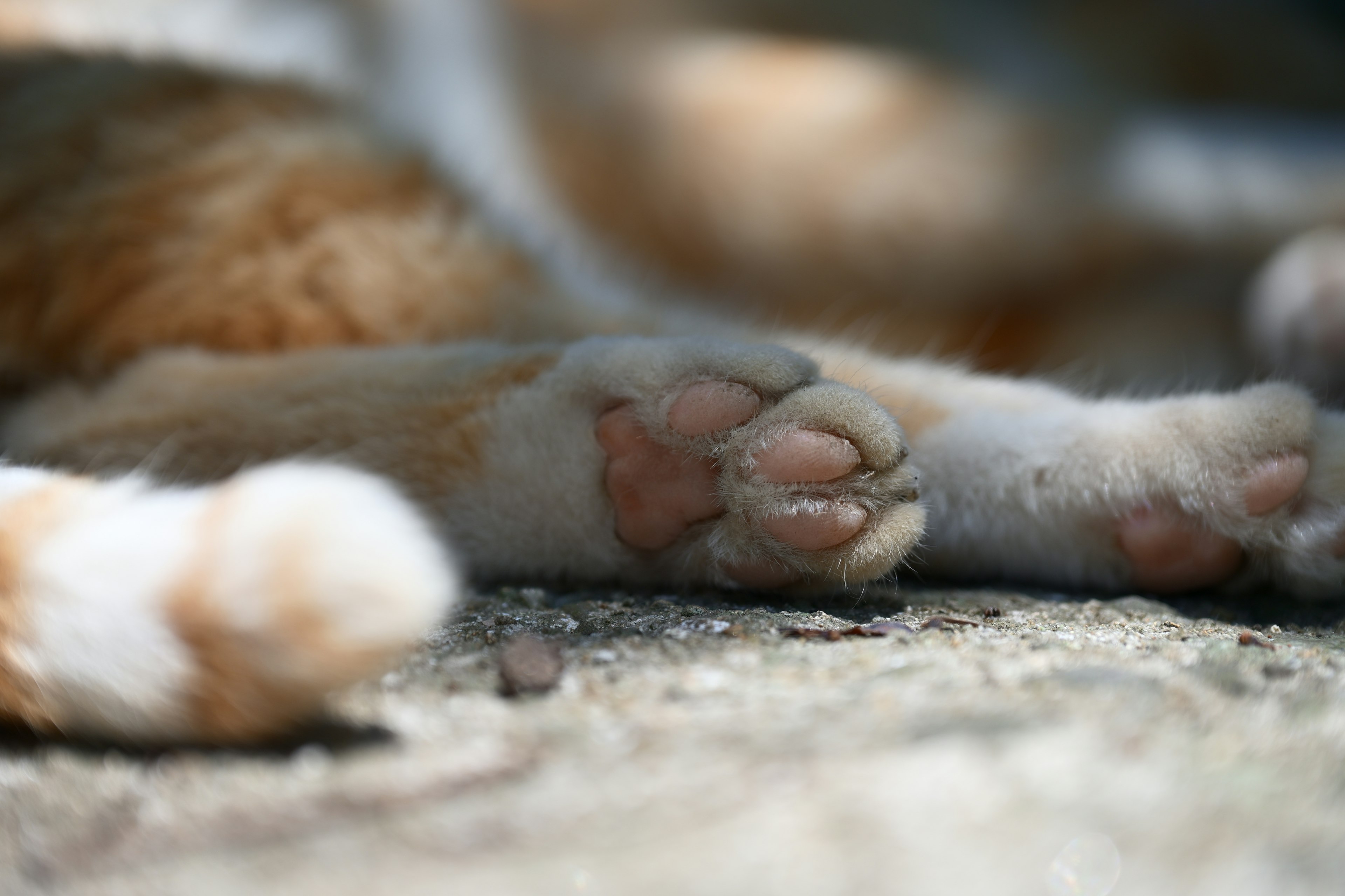 Kedekatan kaki kucing dengan bulu oranye dan putih menunjukkan bantalan lembut