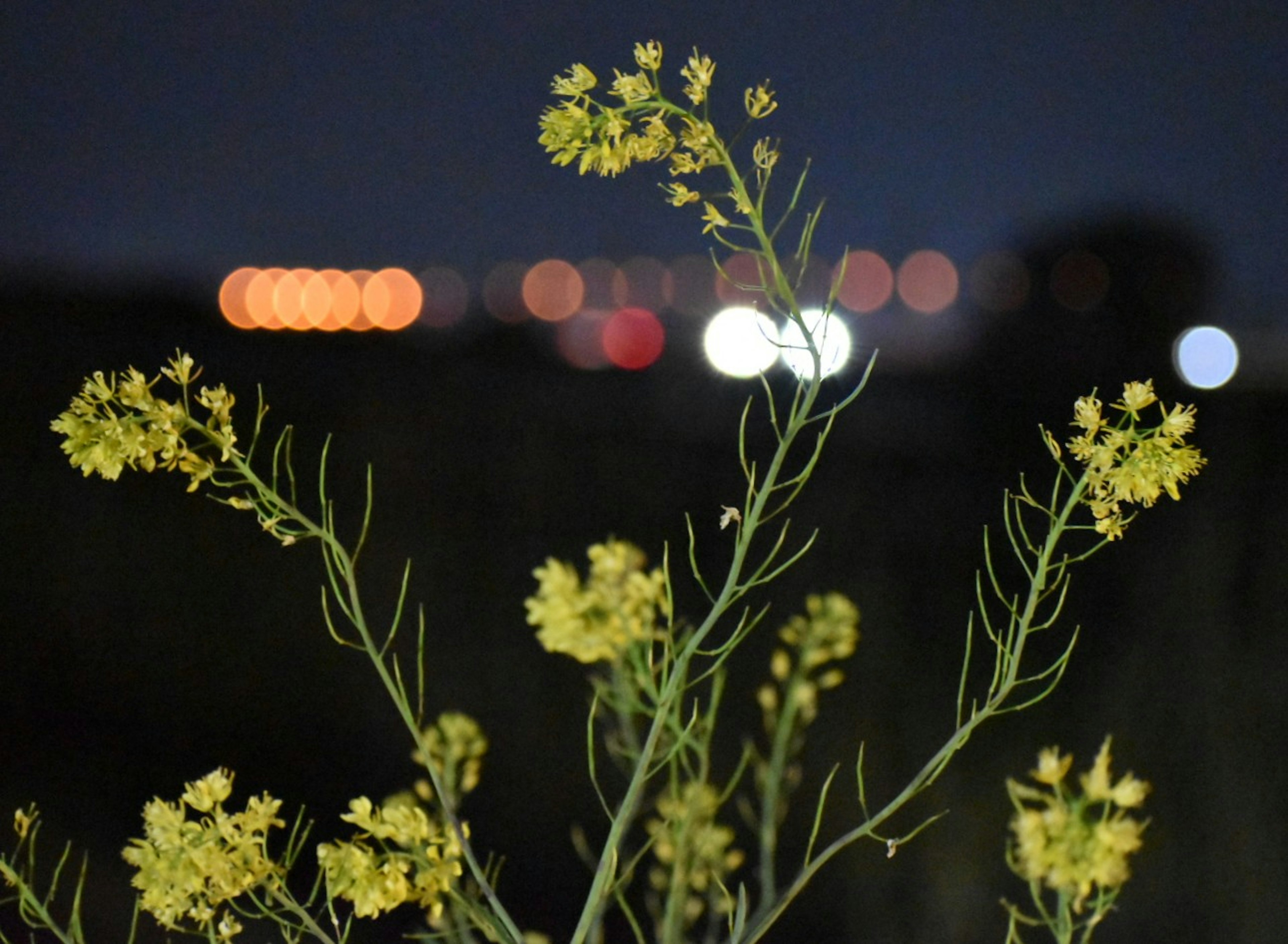 夜空下的黄色花卉植物与模糊的背景灯光