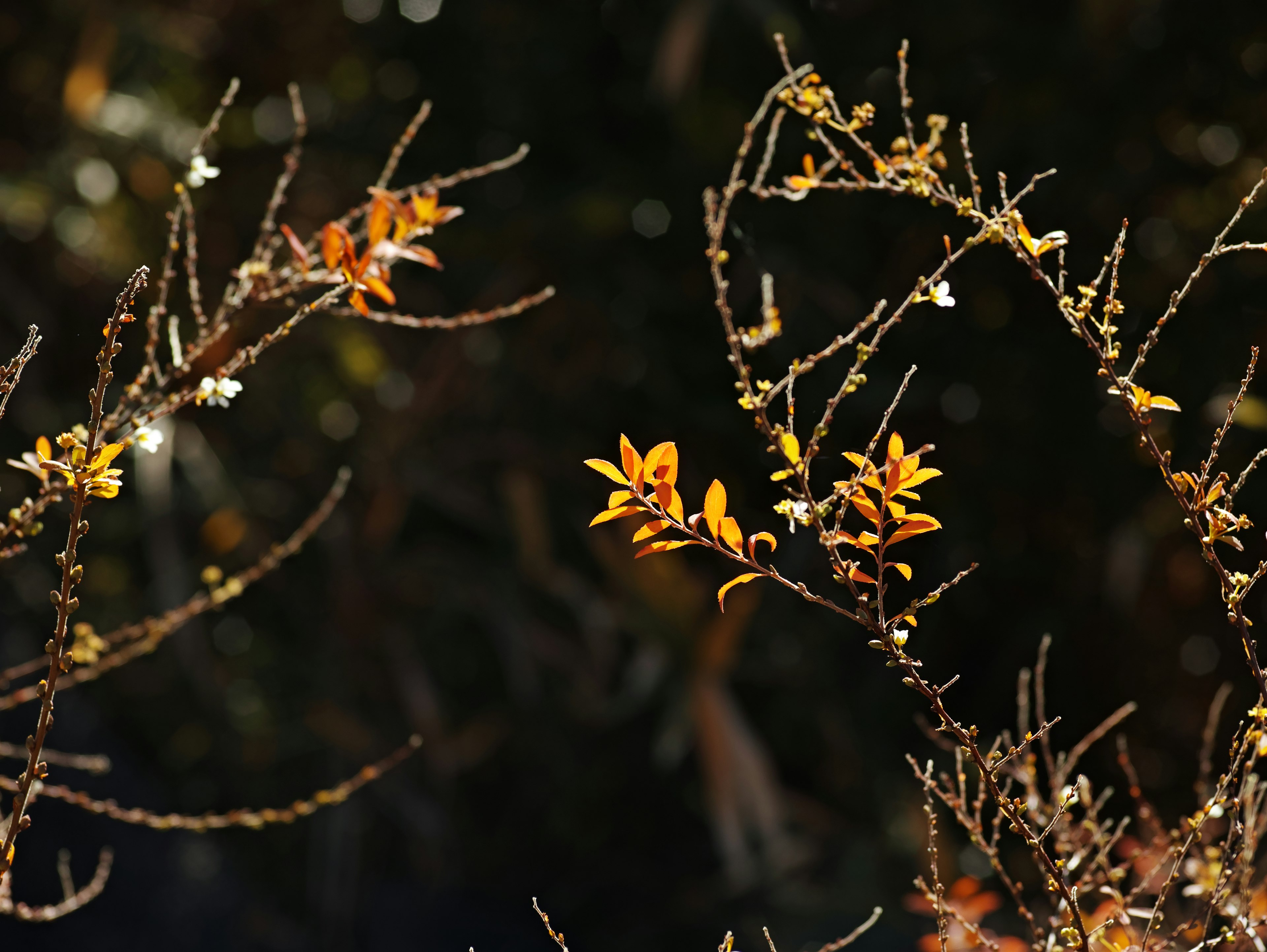 Gros plan sur des branches fines avec des feuilles aux couleurs d'automne