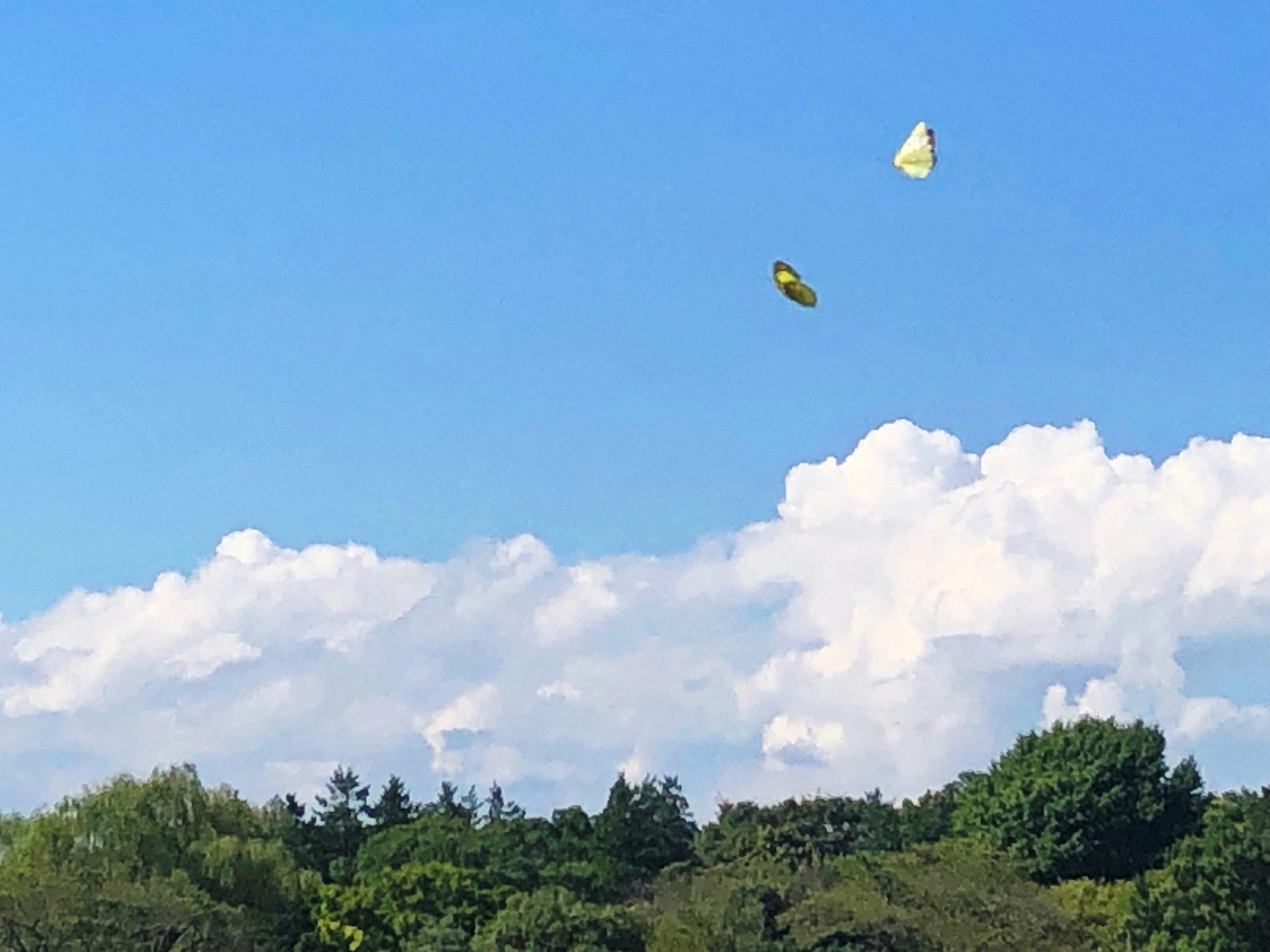 Two kites flying under a blue sky with white clouds