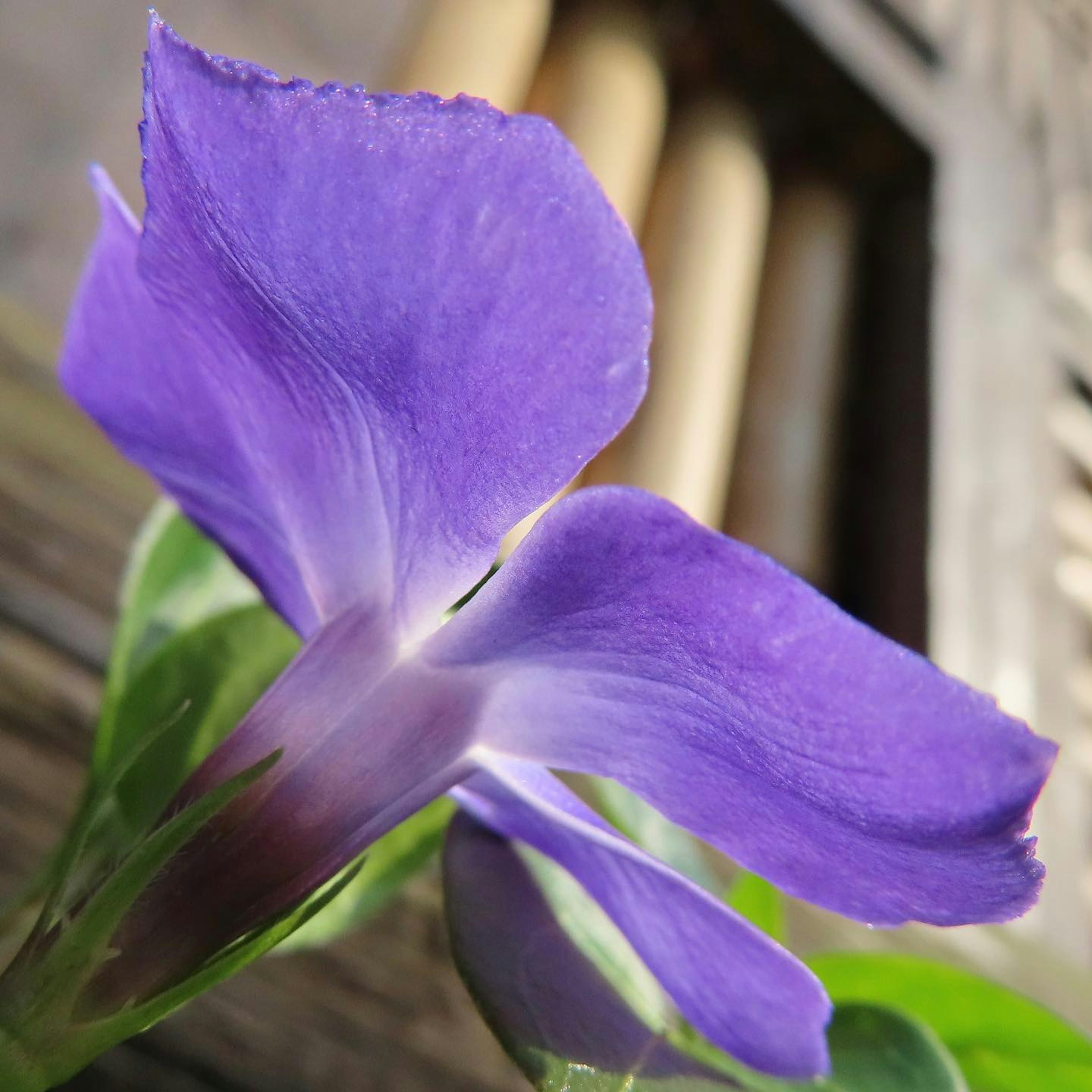 Photo en gros plan d'une fleur violette avec des feuilles vertes