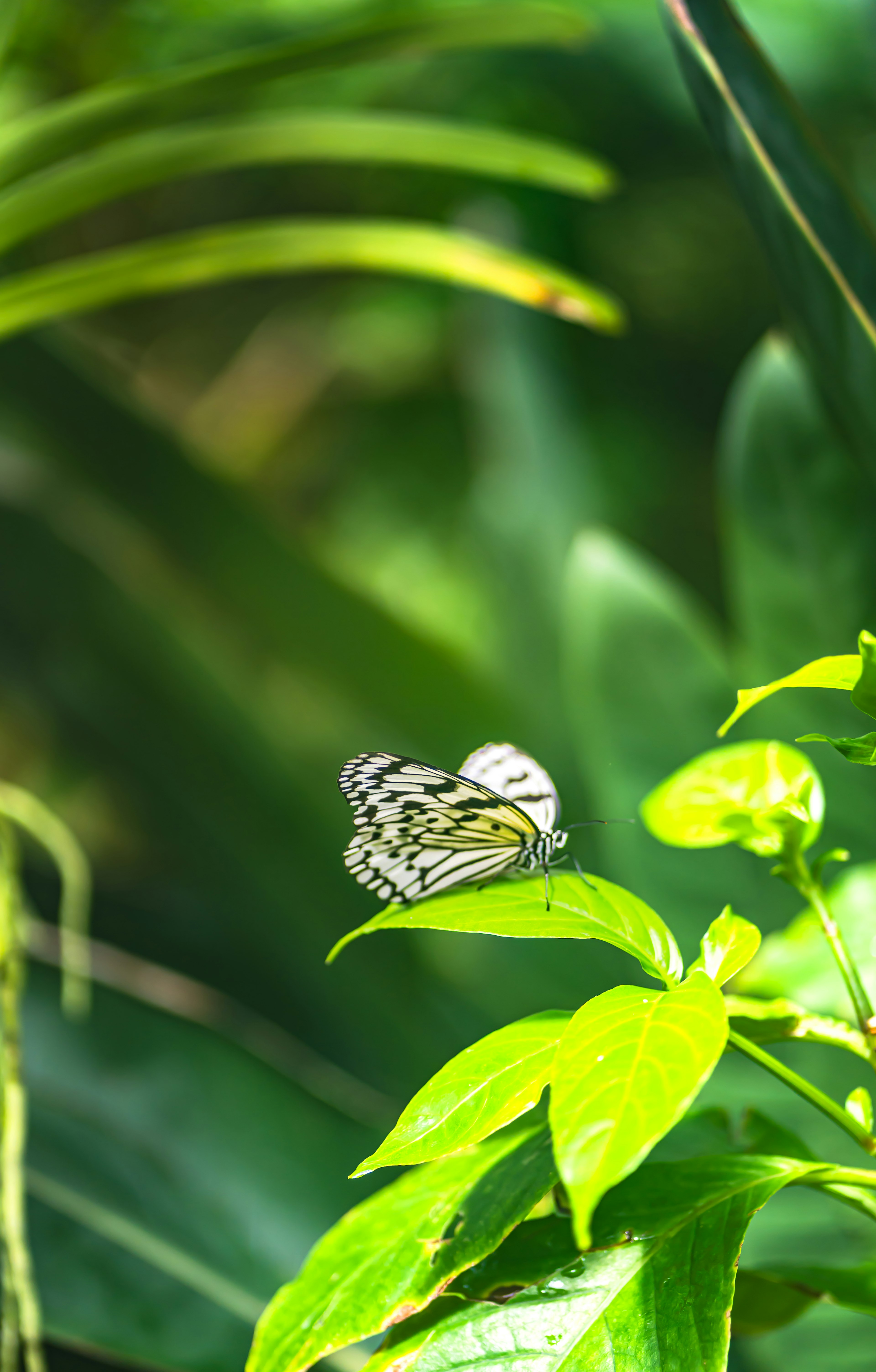 A white butterfly perched on a green leaf