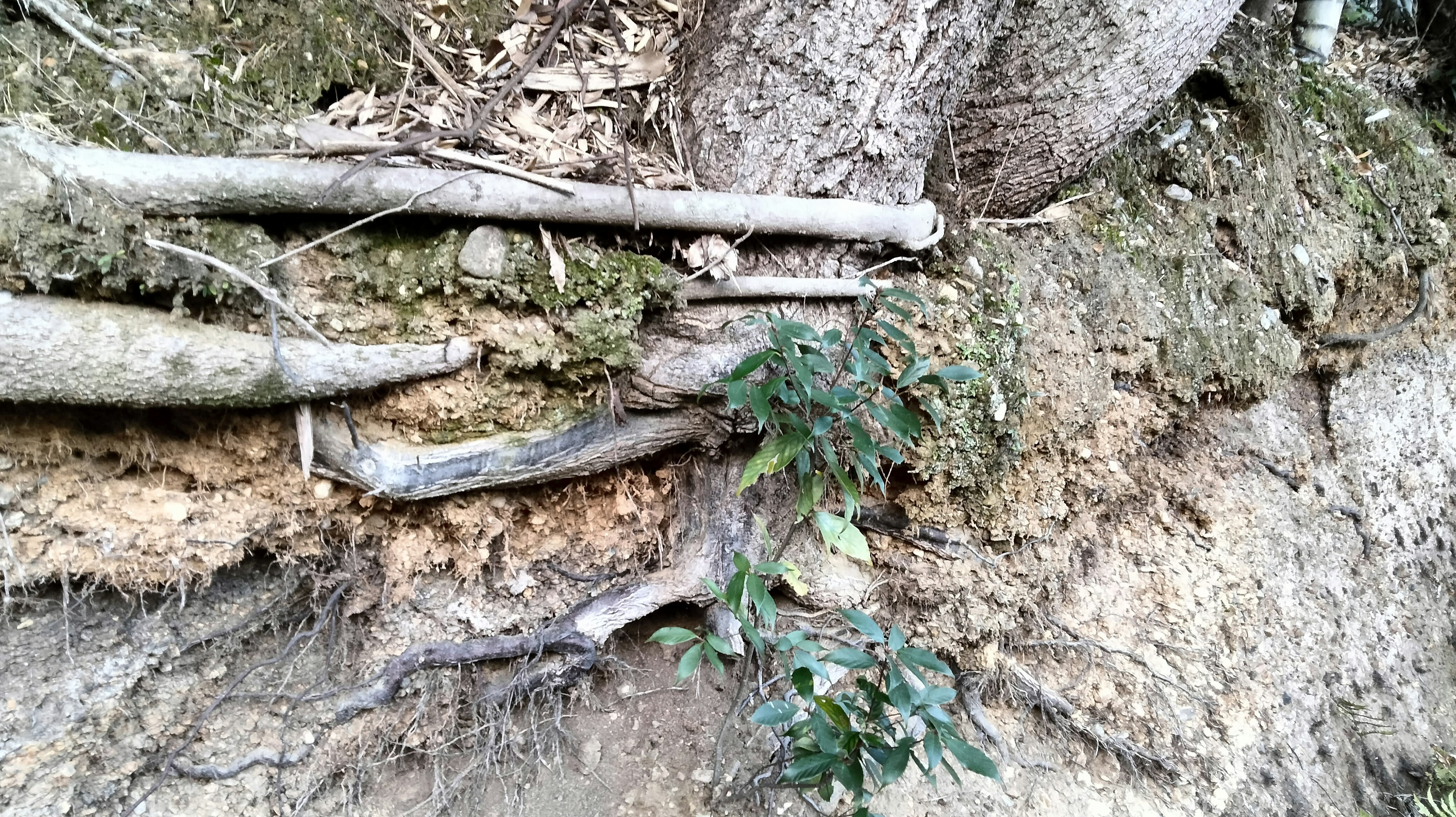 自然景观显示暴露的树根和土壤