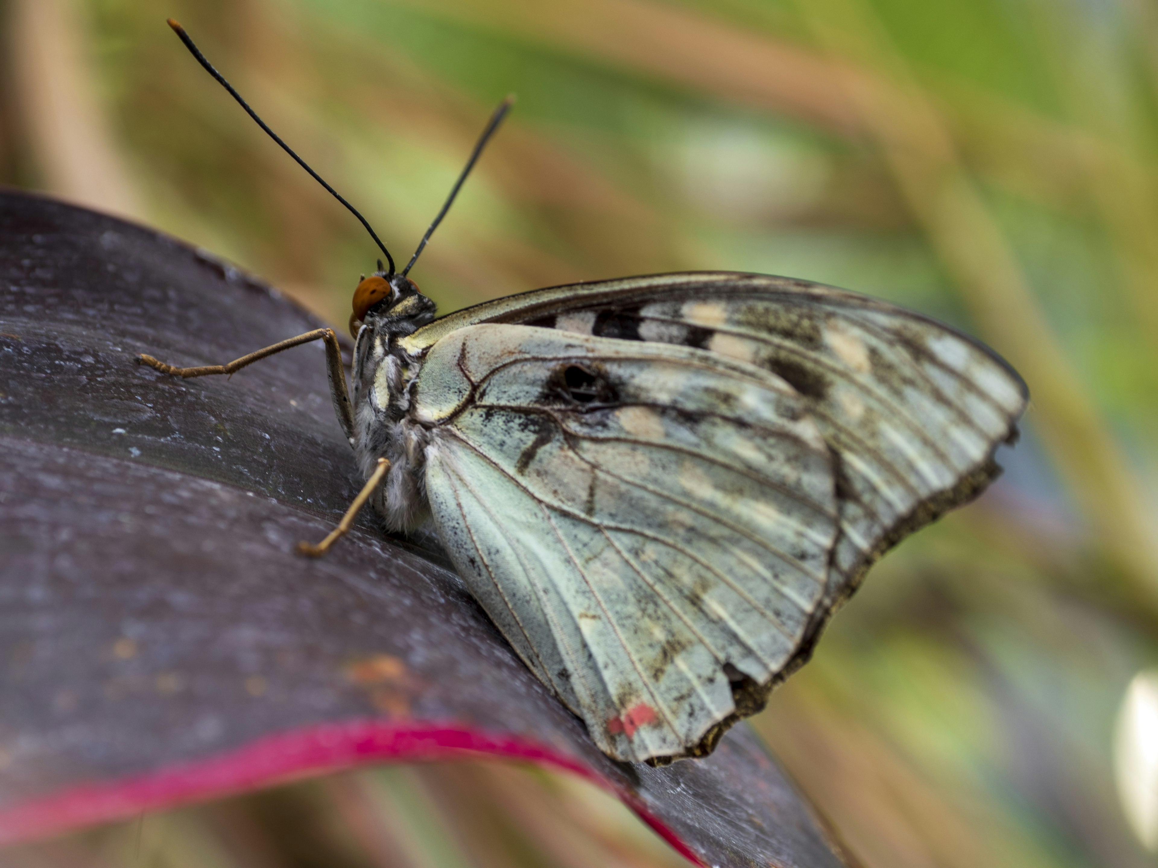 Una hermosa mariposa azul descansando sobre una hoja