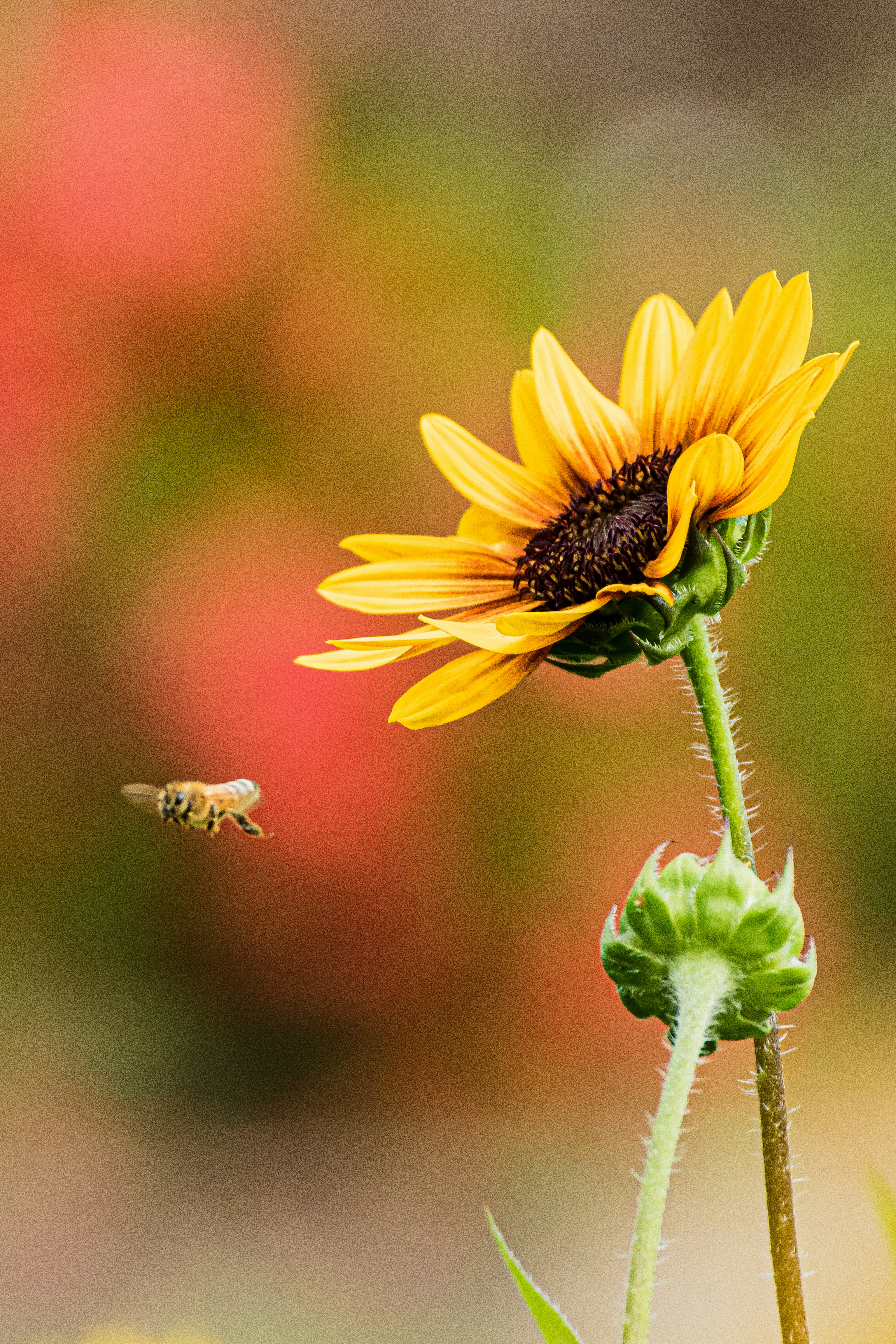 Un tournesol vibrant avec une abeille planant à proximité dans un arrière-plan flou