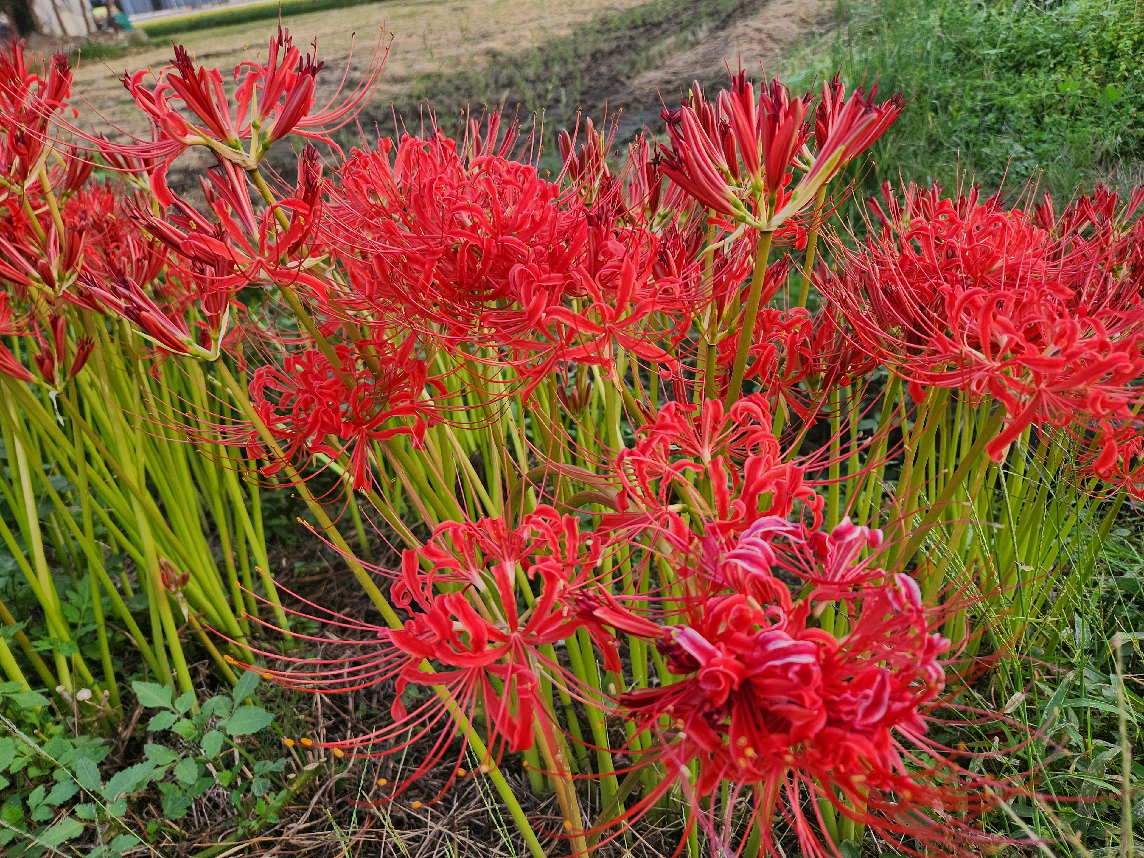 Cluster von lebhaften roten Spinnenlilien in einem Feld