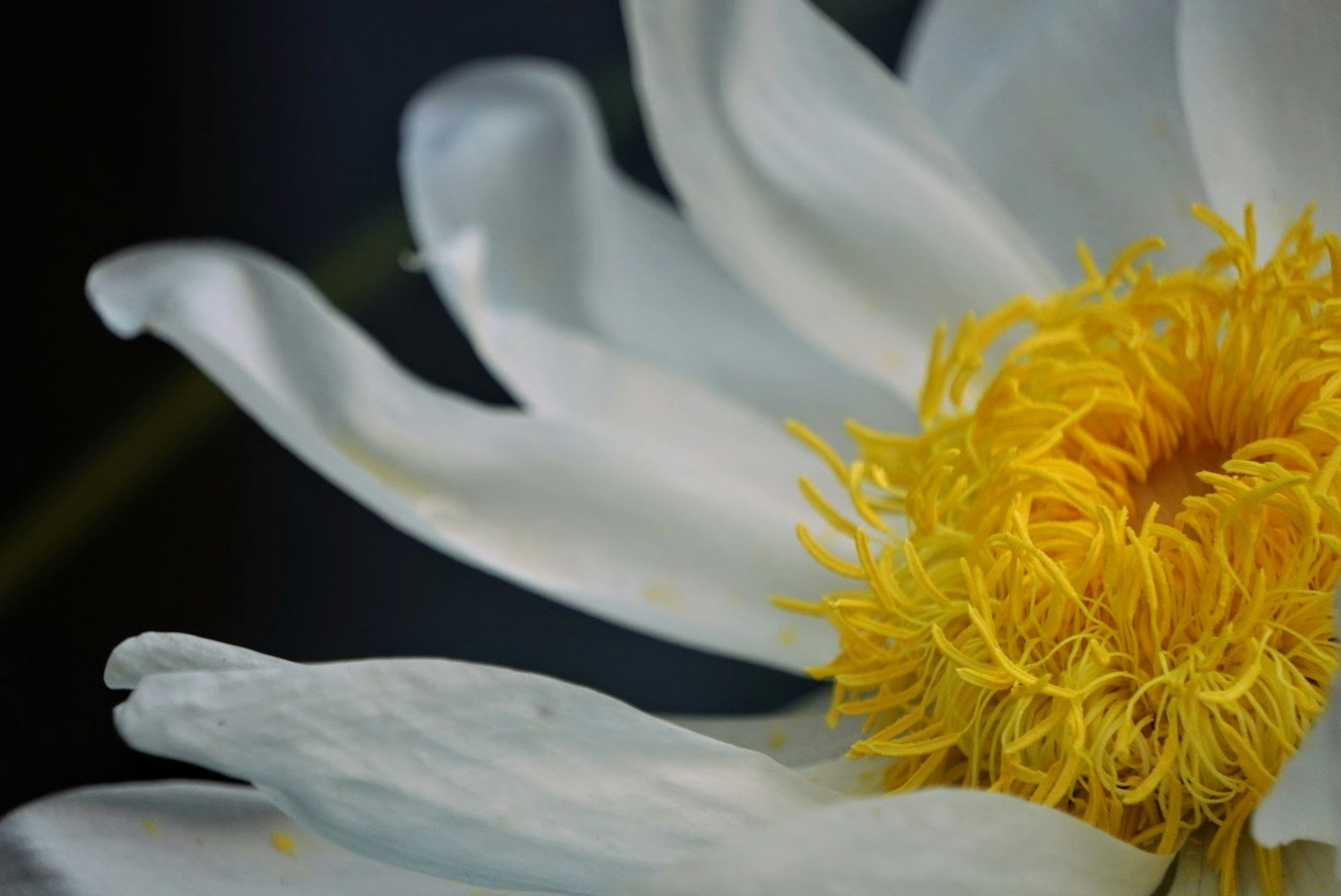 Close-up bunga dengan kelopak putih dan pusat kuning