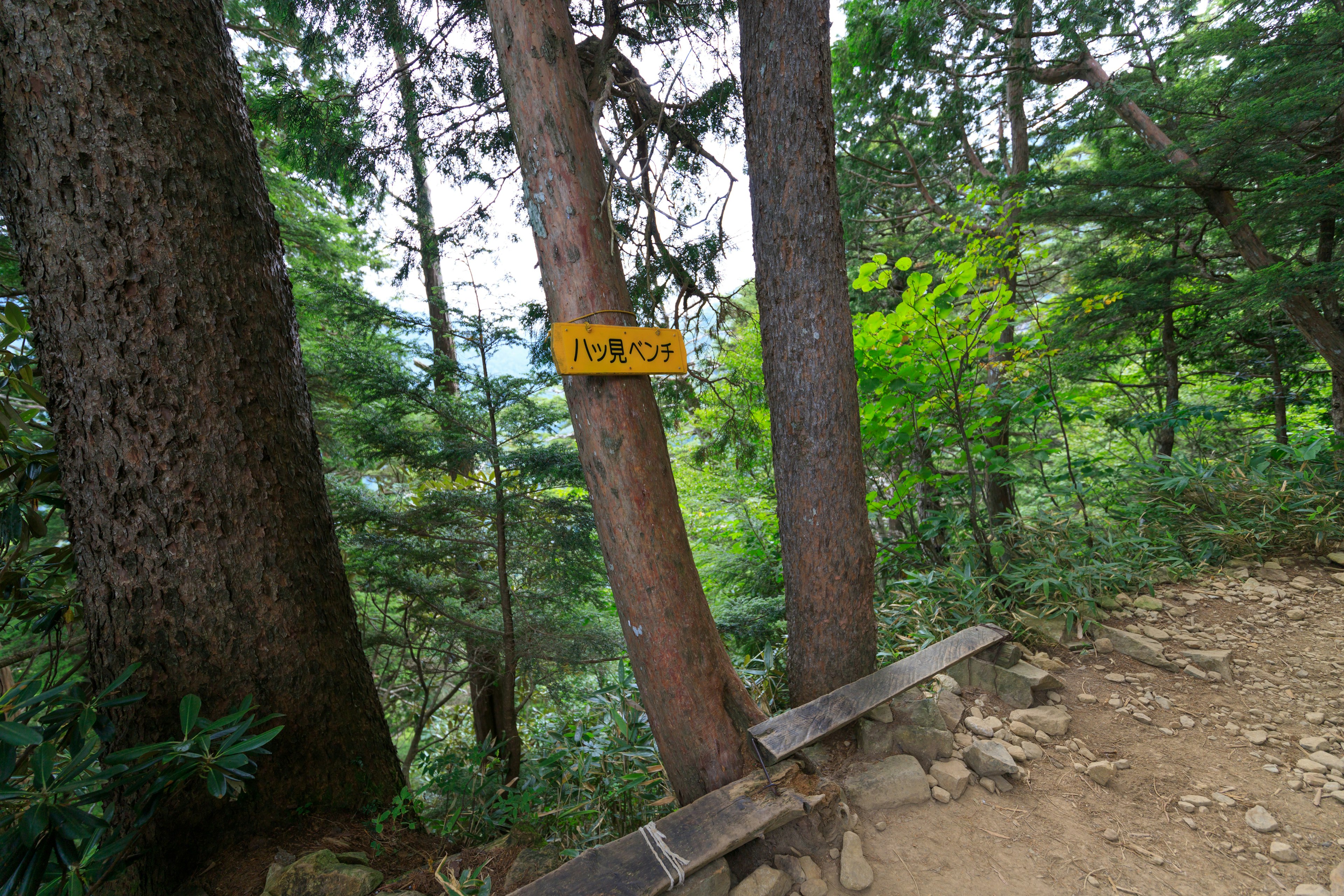 Foto von Bäumen und einem Schild in einem üppigen grünen Wald