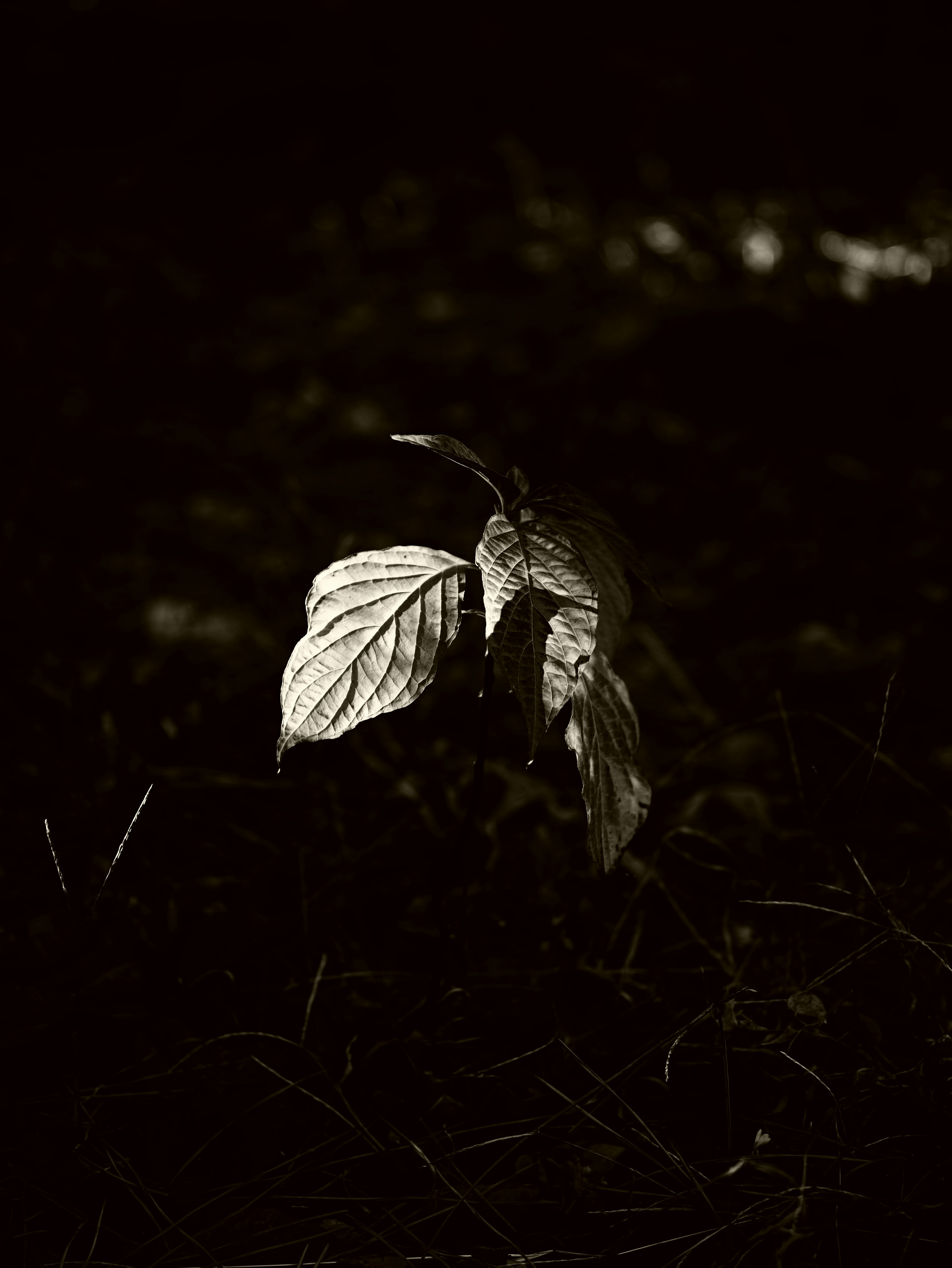 New leaf sprouting against a dark background