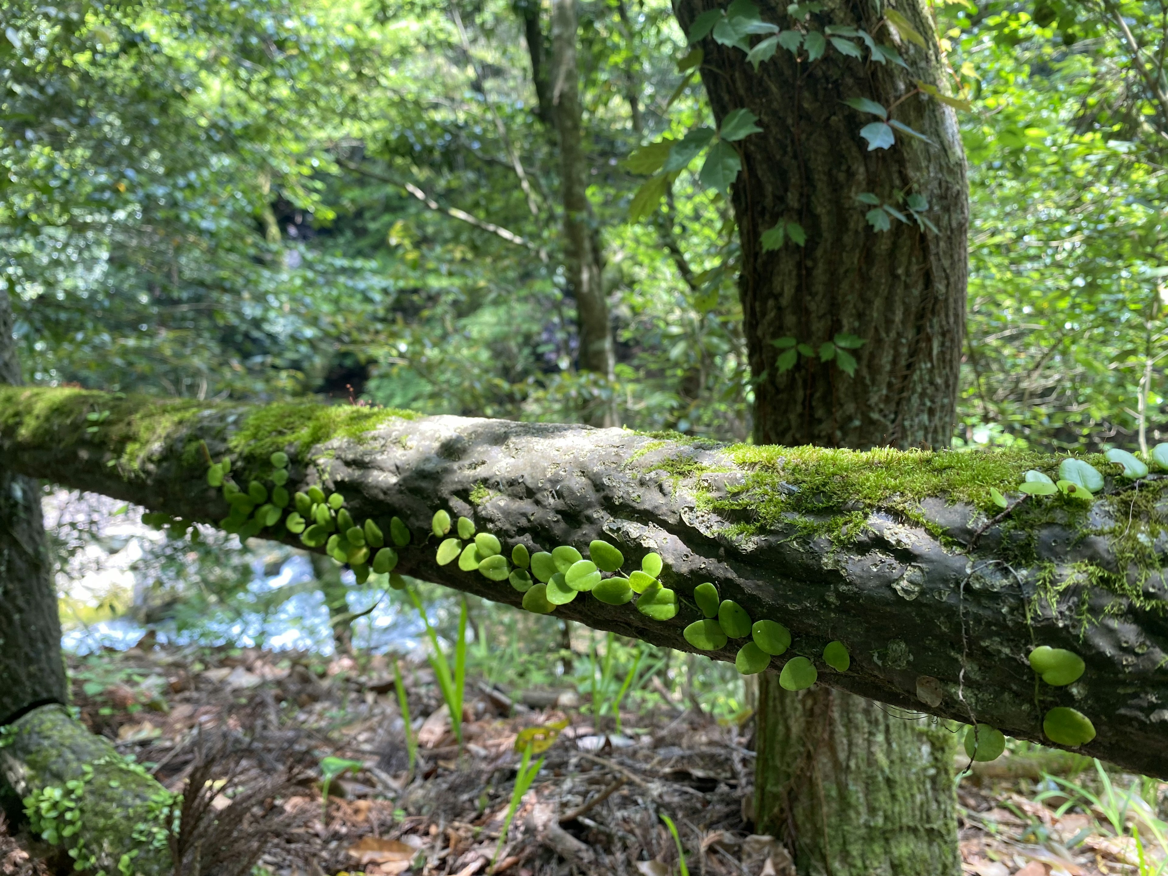 Ein mit Moos bedeckter Baumstamm mit kleinen Pilzen in der Nähe eines Baches in einem üppigen Wald