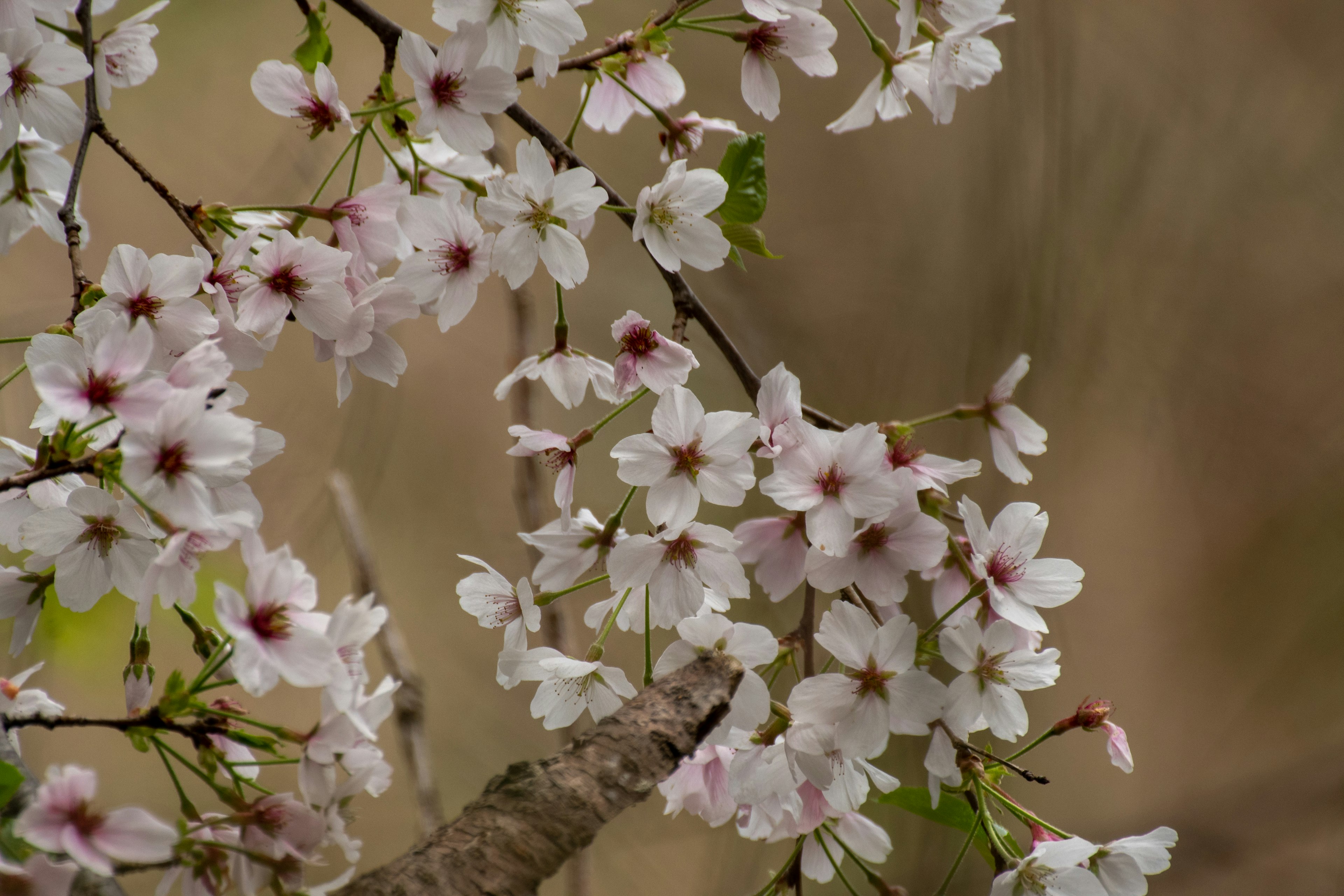 Close-up bunga sakura di cabang