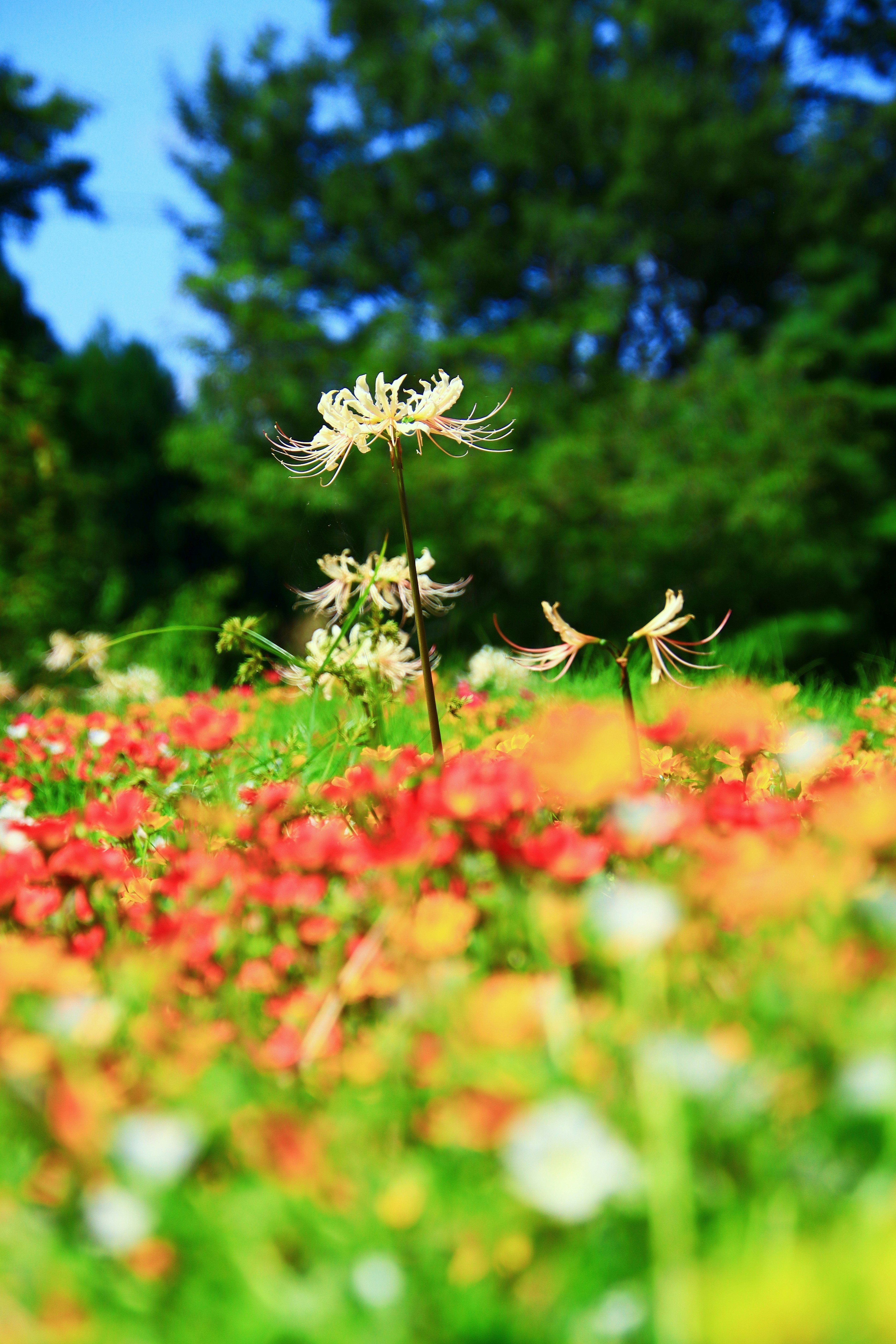 Un paysage vibrant rempli de fleurs colorées avec une fleur blanche dominante