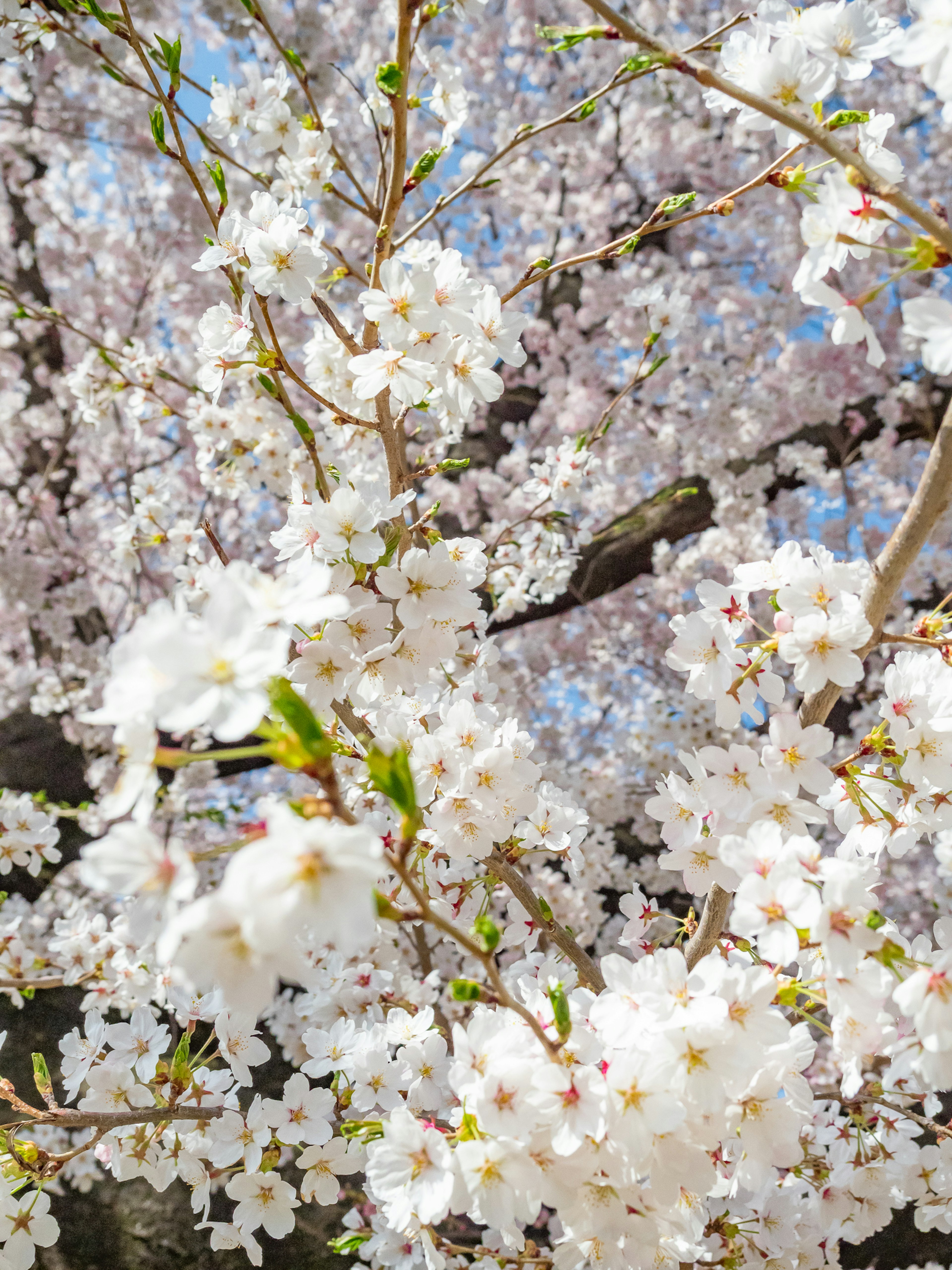 ดอกซากุระบานอยู่ใต้ท้องฟ้าสีฟ้าใสกับดอกไม้สีขาวสดใส