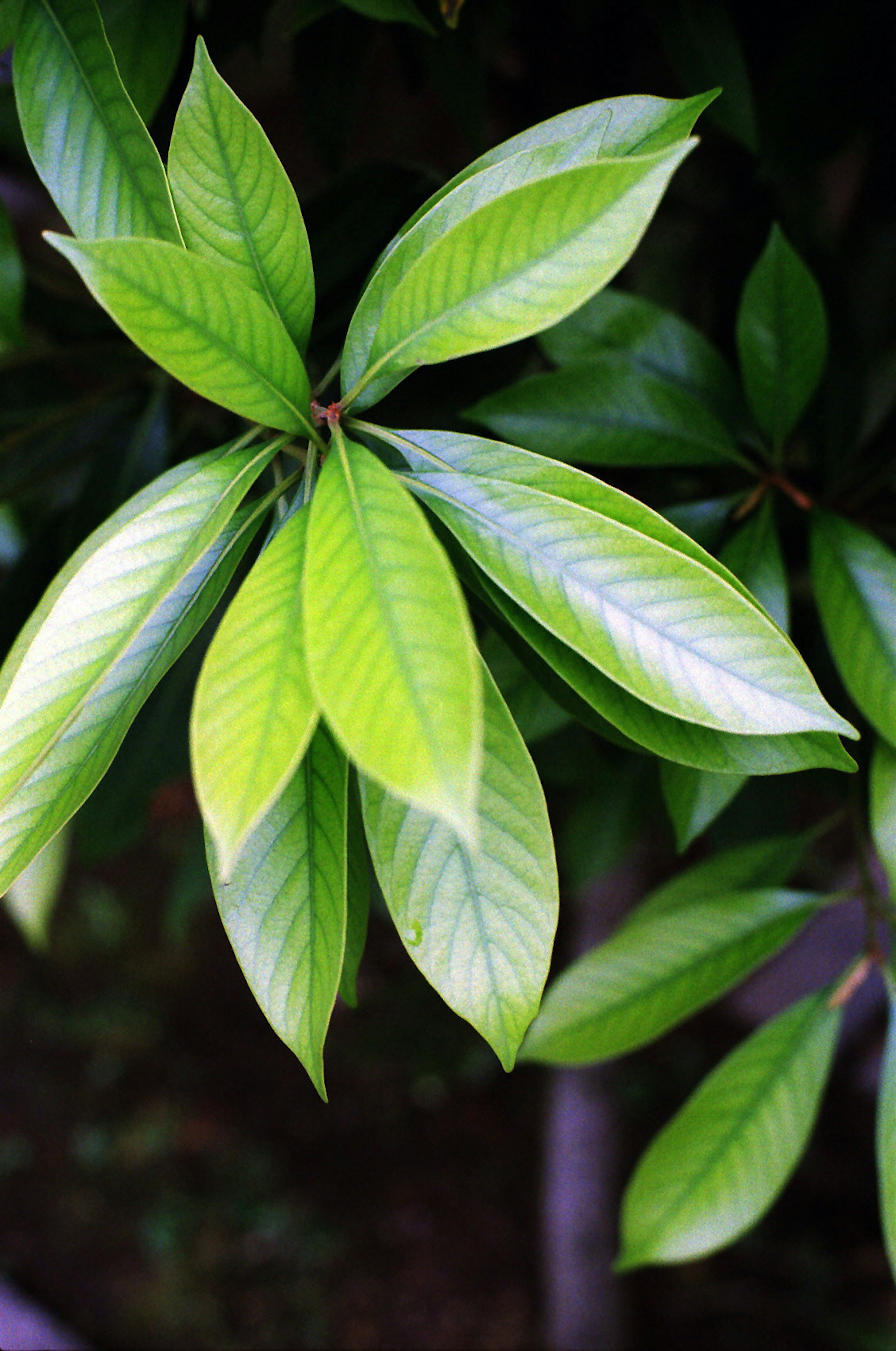 Close-up daun hijau subur dengan tekstur mengkilap